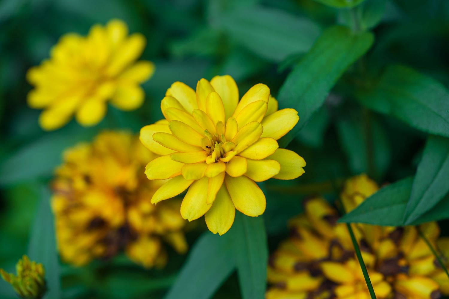 Bright yellow zinnia flowers blooming among lush green leaves in a garden setting.