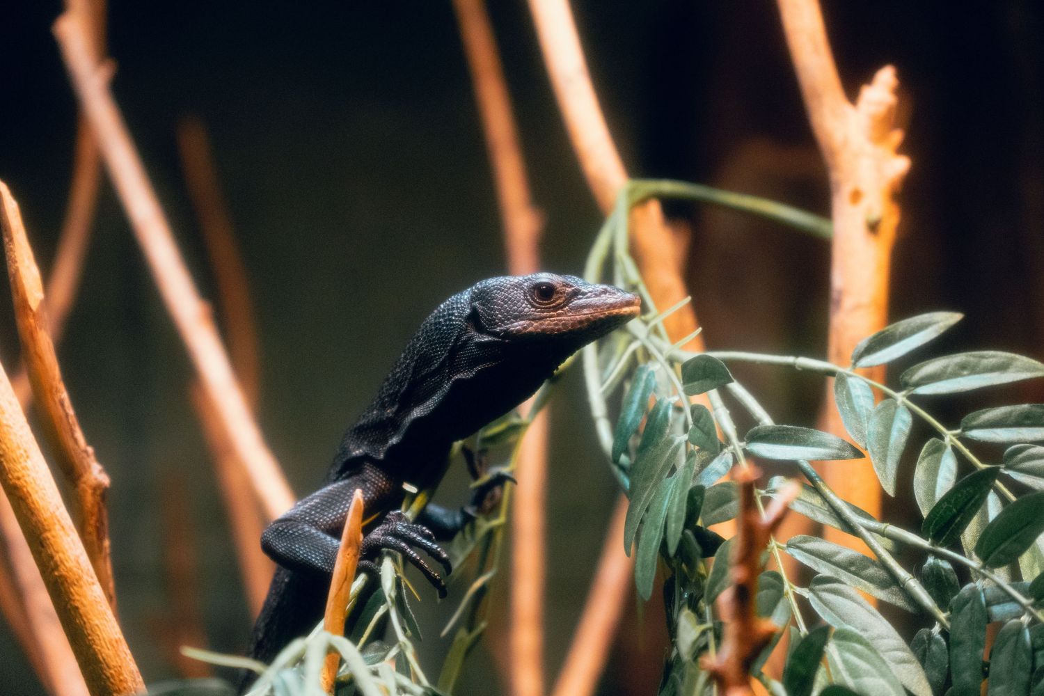 A dark monitor lizard perched among green leaves and orange branches in a natural habitat.