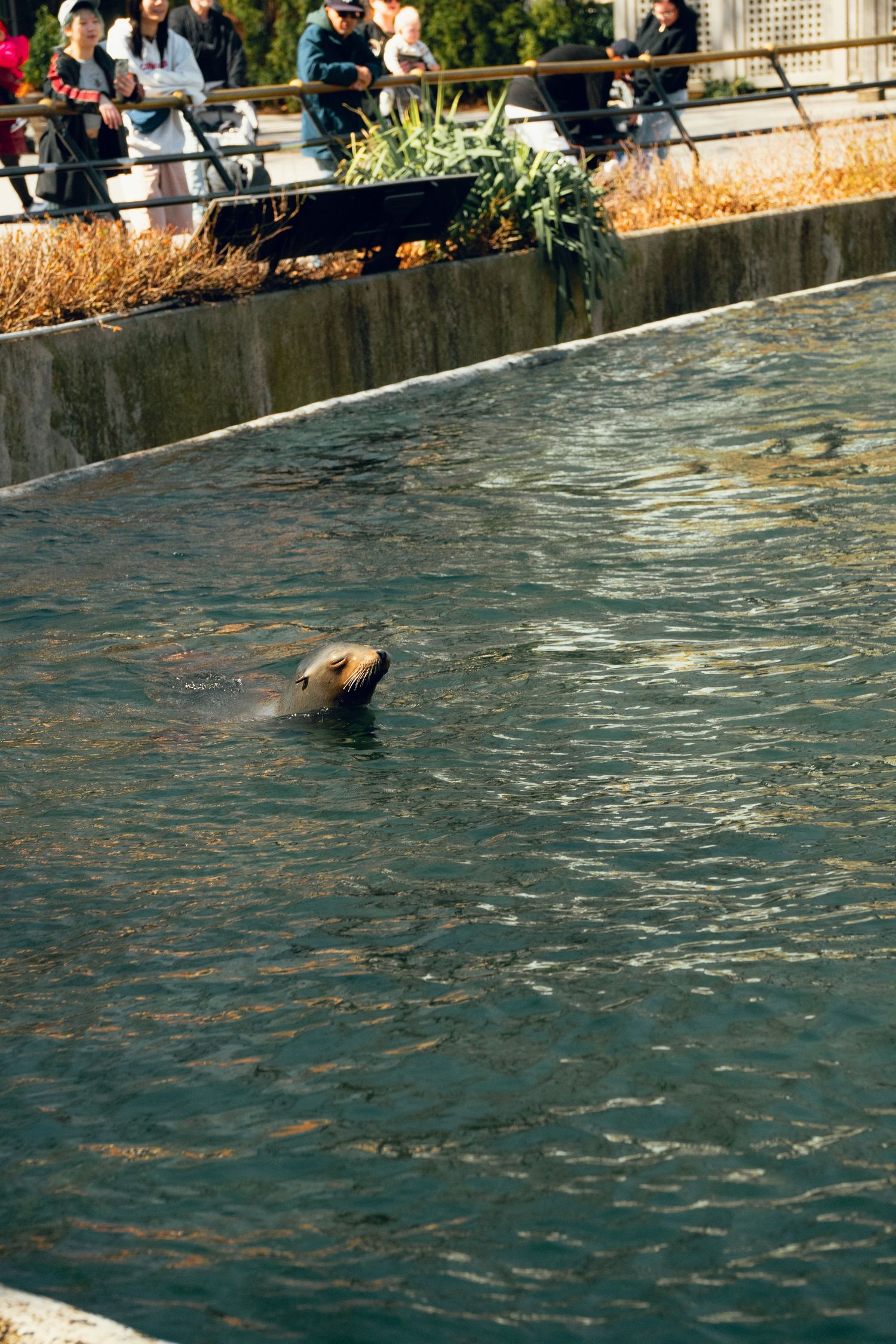A sea lion swimming in a zoo pool enclosure while visitors watch from the surrounding barrier.