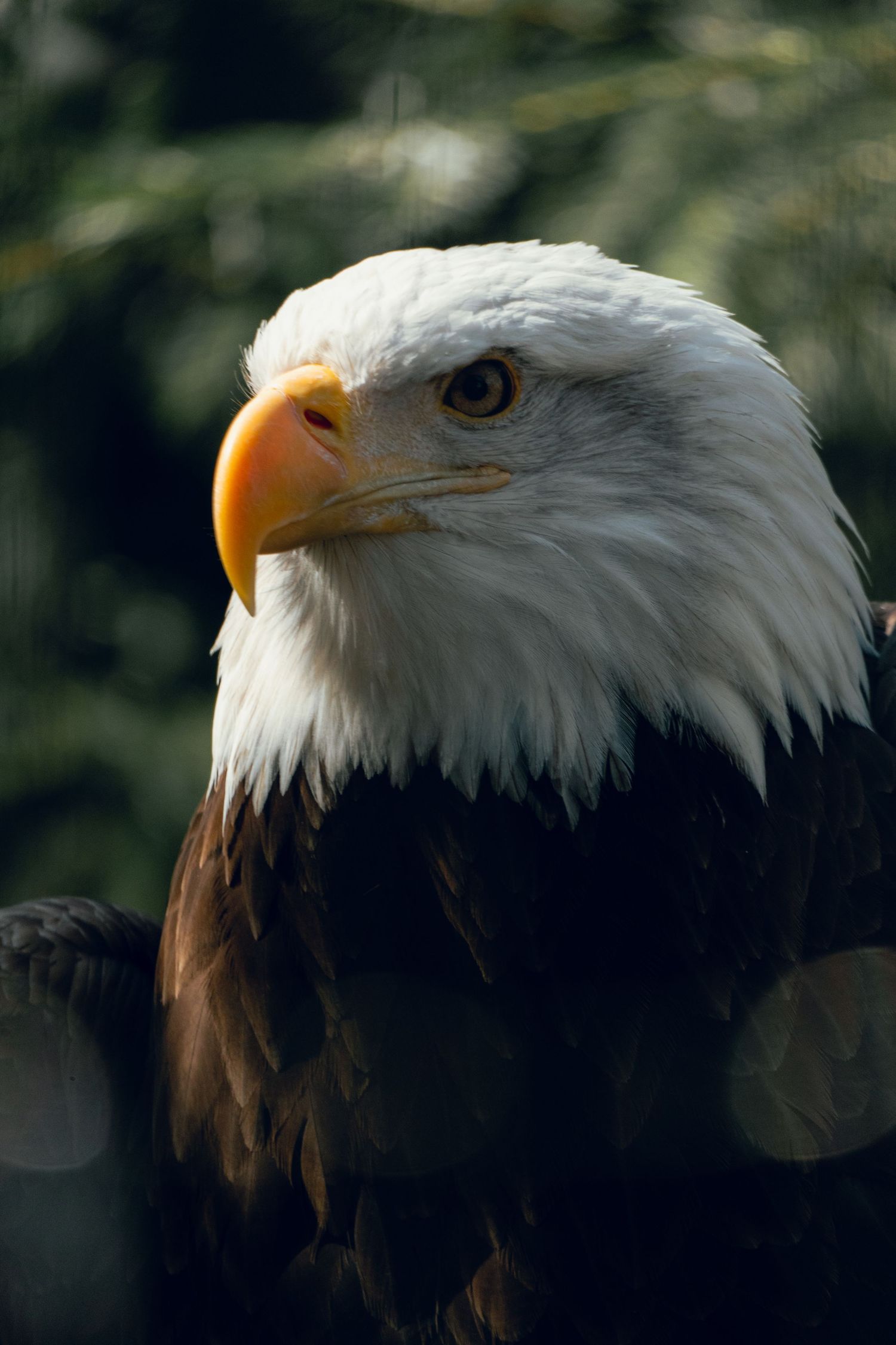 A bald eagle with white head and yellow beak gazes alertly in sunlight against a dark green background.