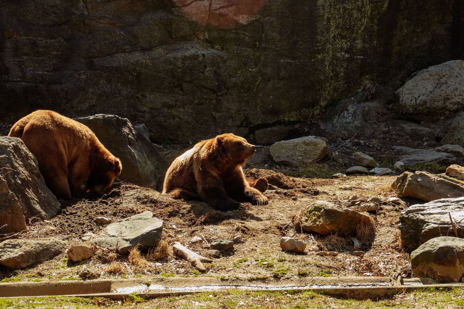 Two brown grizzly bears lounging on rocky terrain in a sunlit zoo habitat.