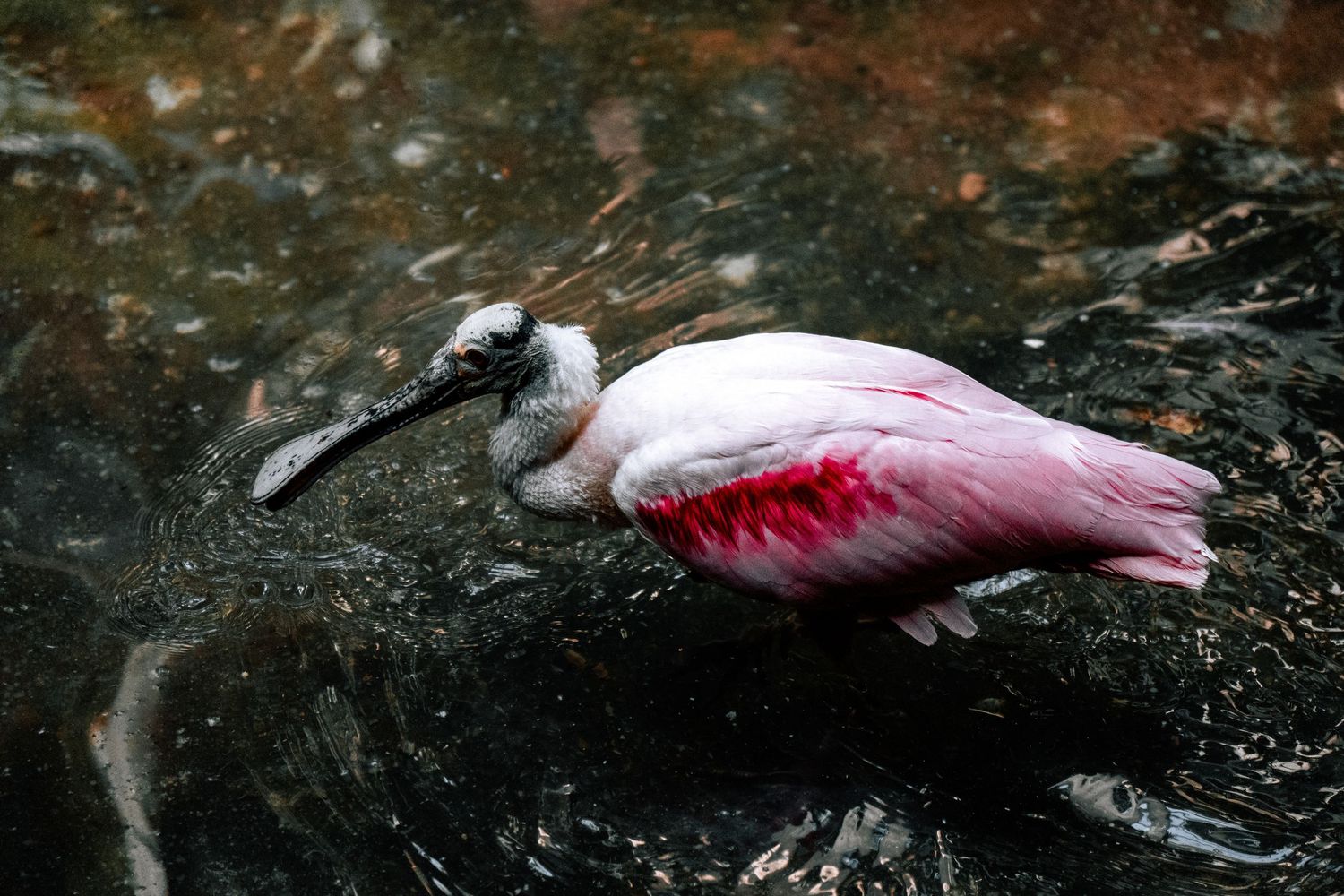 A roseate spoonbill wading in dark rippling water showcasing its pink and white plumage.