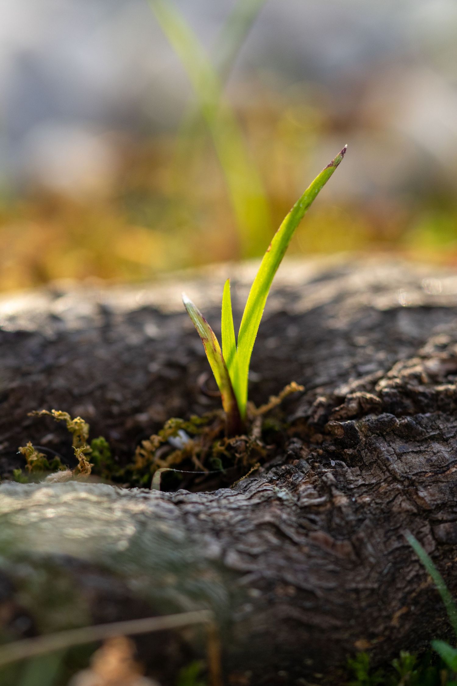 Close-up of a bright green seedling emerging from the bark of an old decaying log in nature.