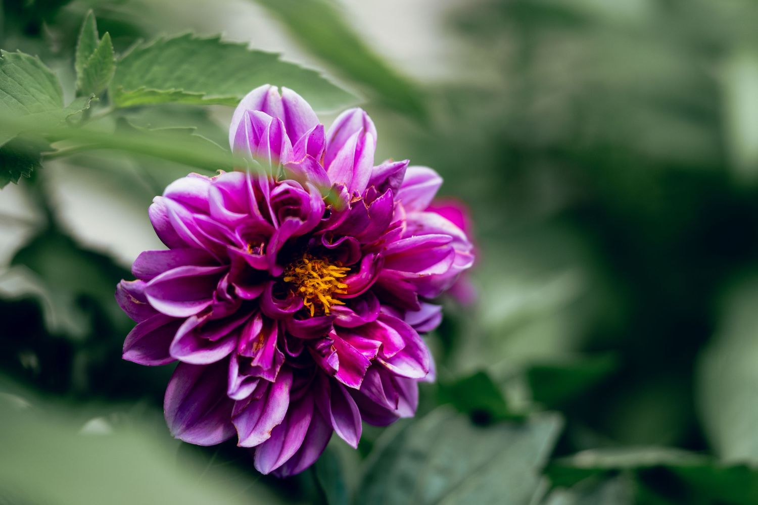 A beautiful purple dahlia flower with delicate petals and a bright yellow center among green leaves.