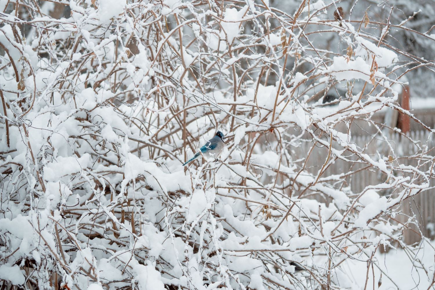 Small blue bird perched among snow-covered bare branches in winter garden.