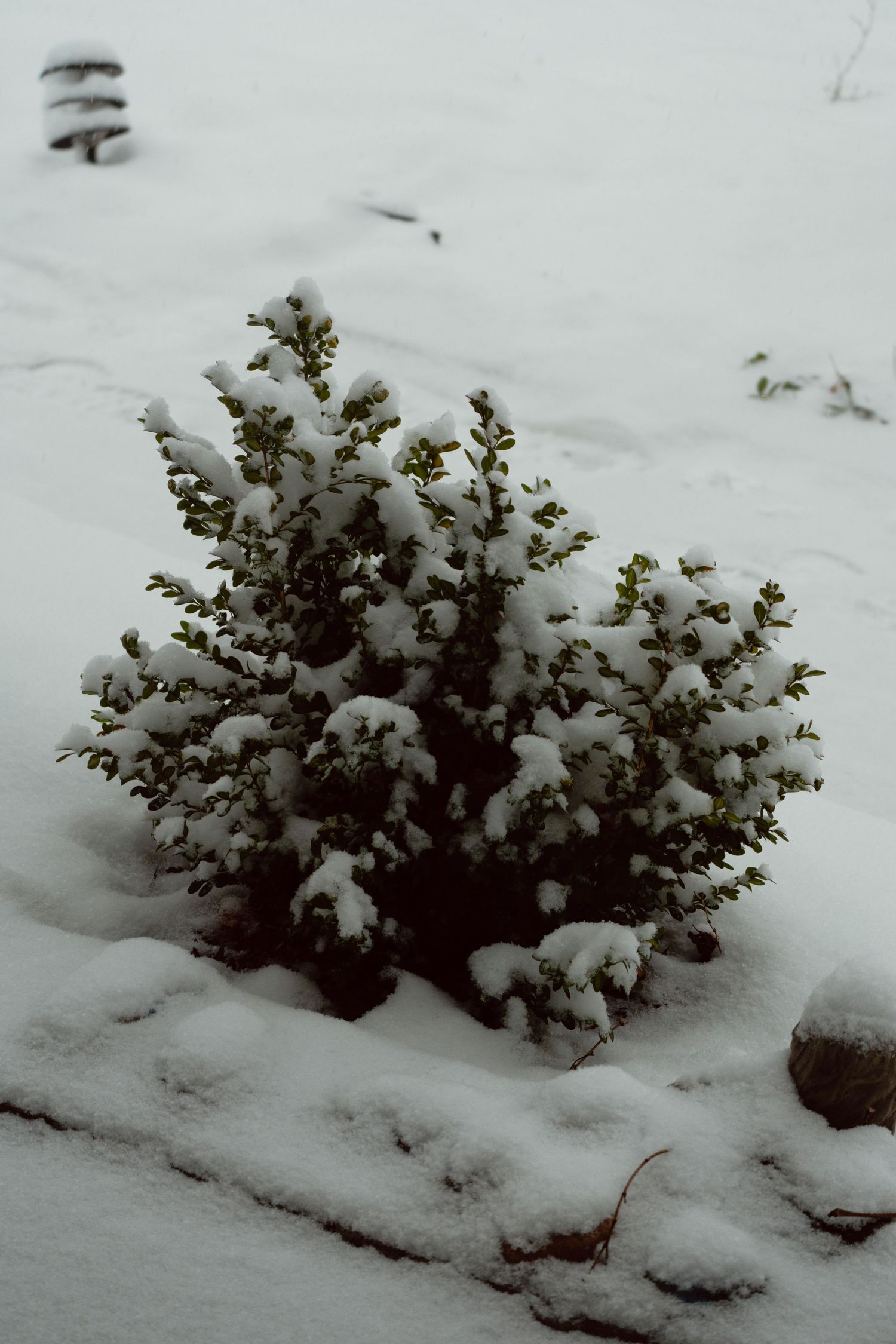 A small green leafy shrub dusted with fresh white snow sits in a quiet winter garden.