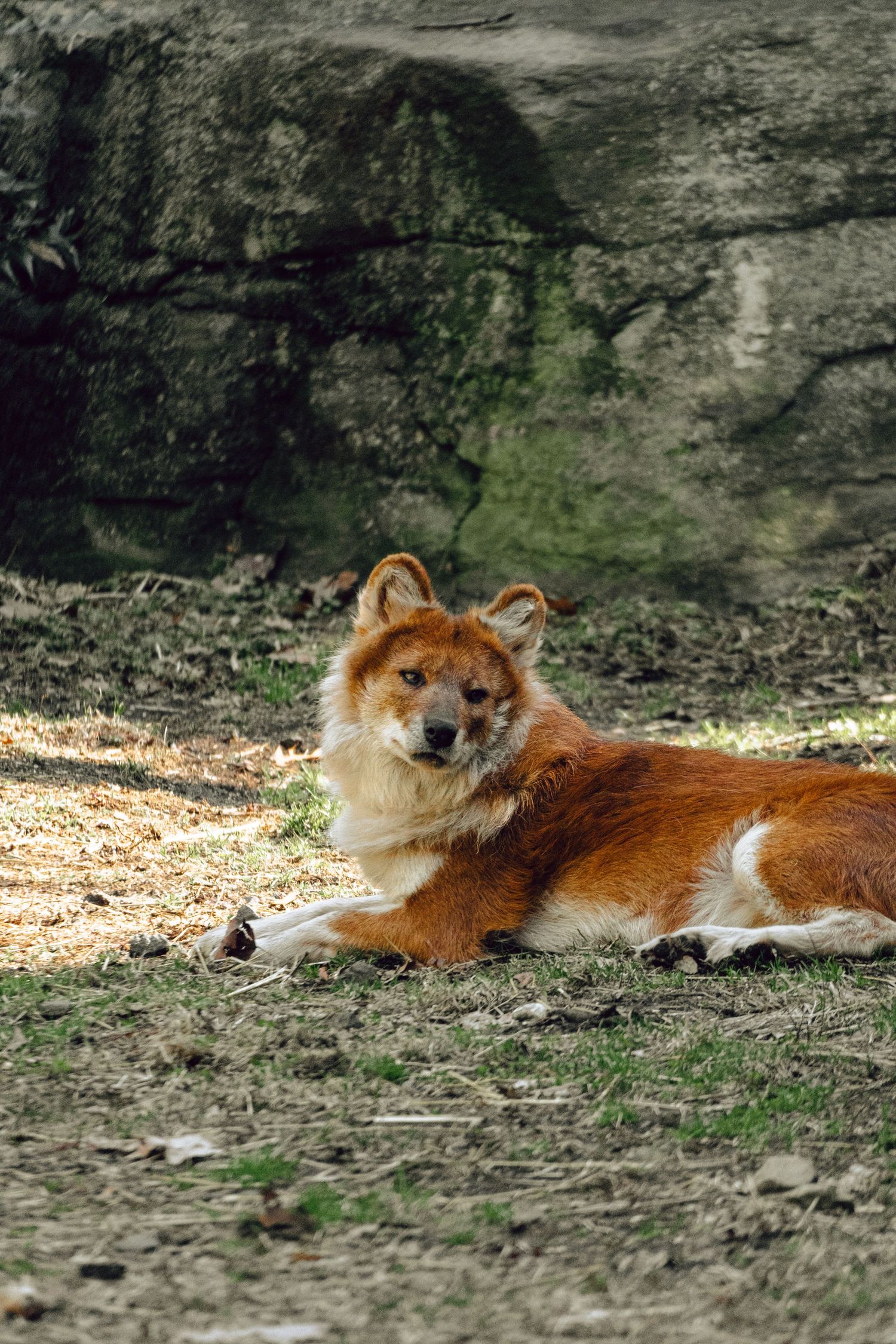A reddish-brown dingo resting on dry grass in front of a large rock in a natural habitat.