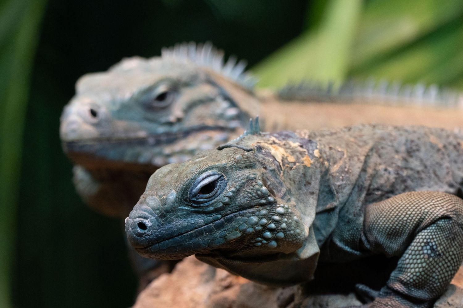 Close-up of two blue iguanas perched together on a rock with green leaves in the background.