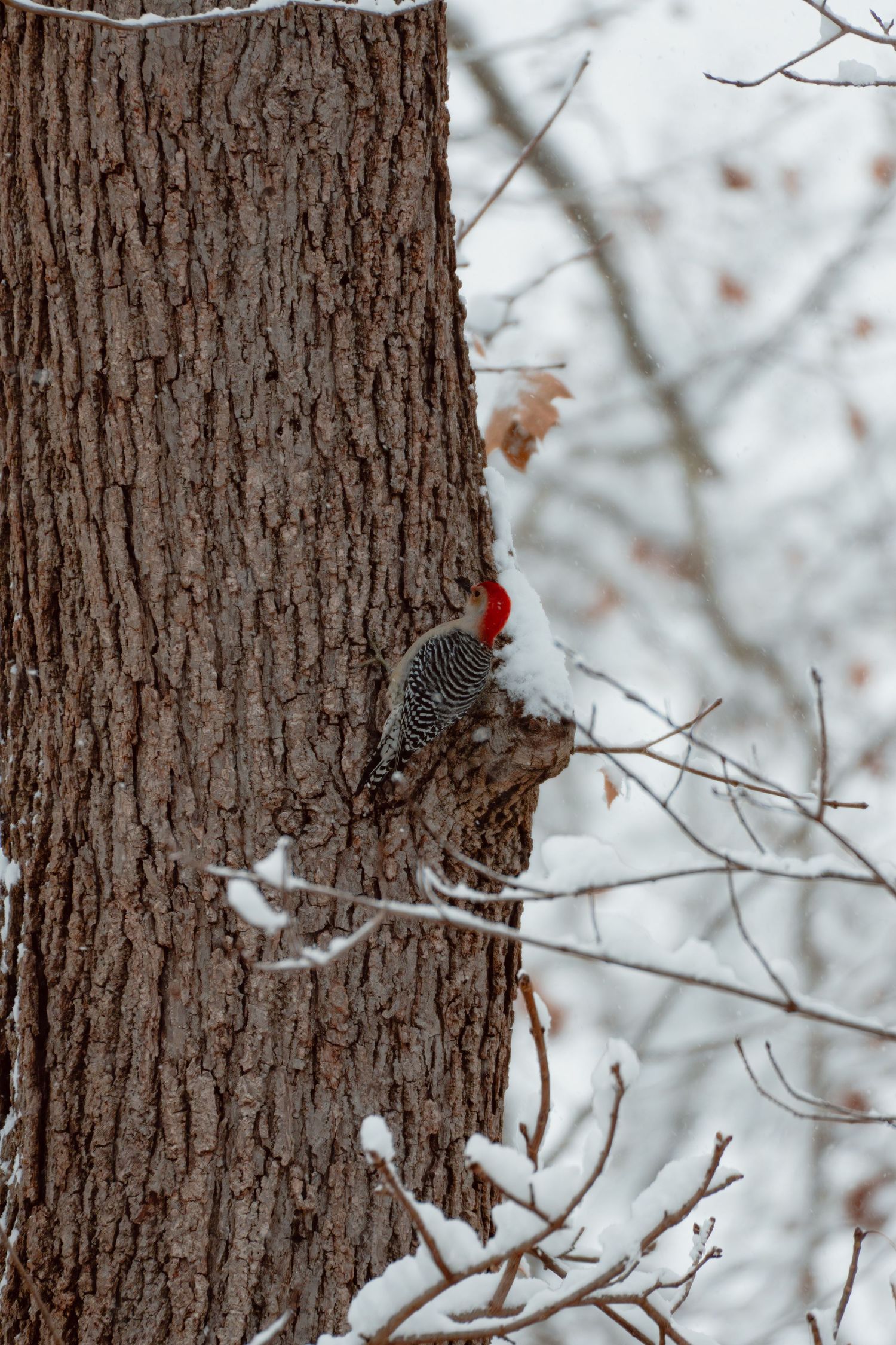 Red-bellied woodpecker foraging on a snow-covered tree trunk in winter.