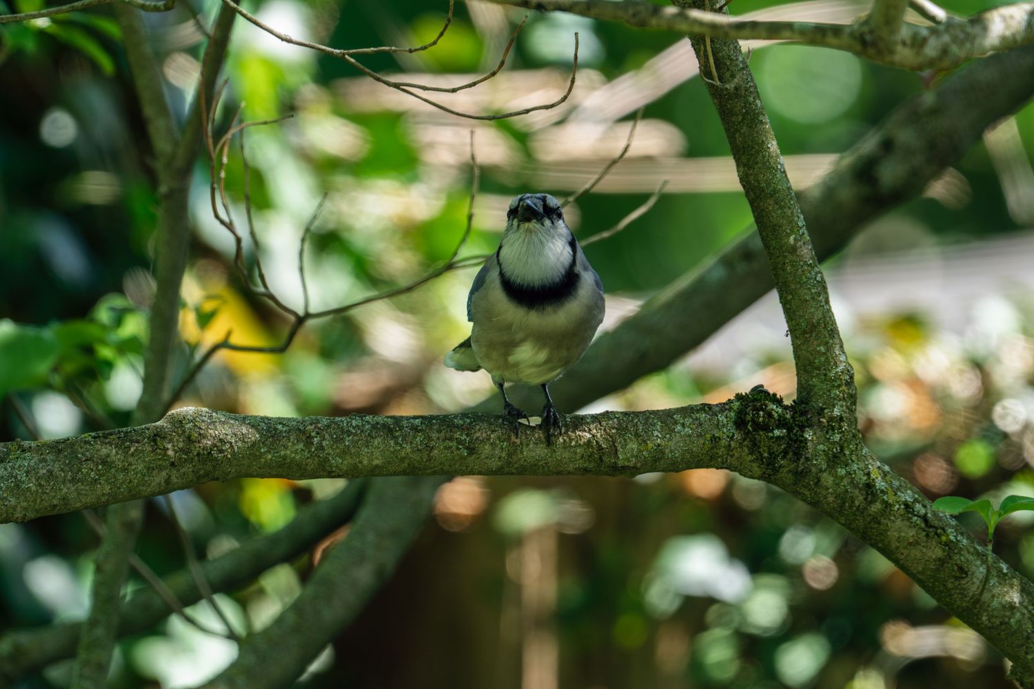 A small black and white bird perched on a mossy tree branch looking forward in a green forest.