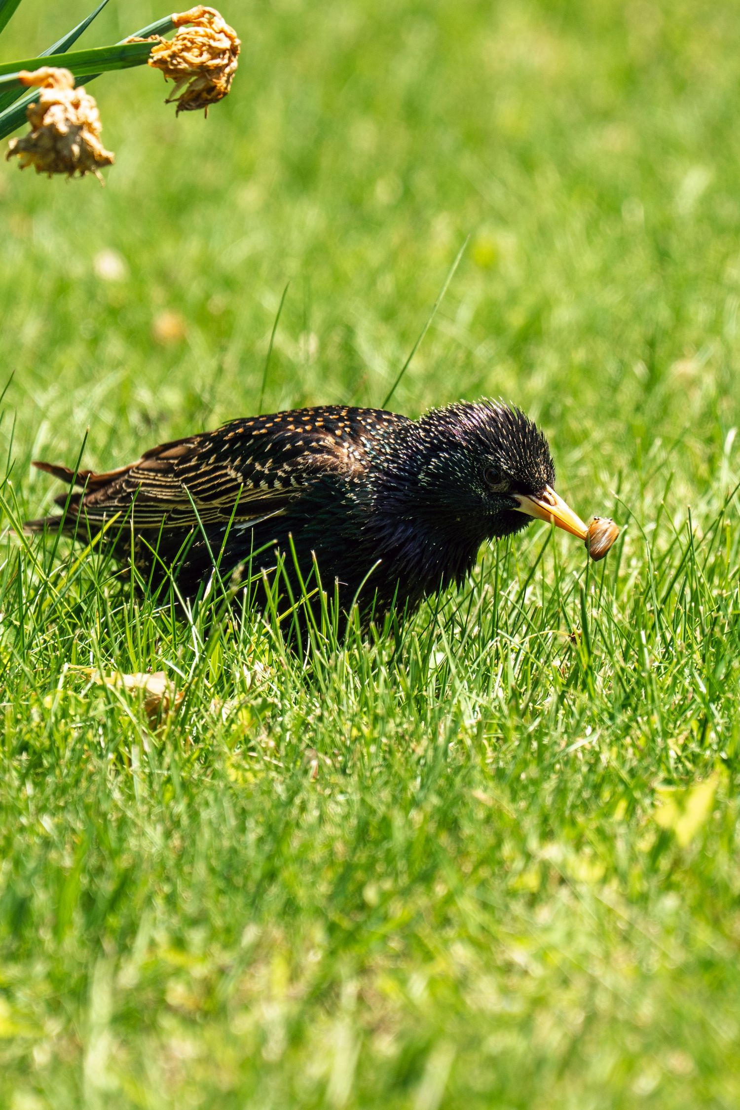 A European starling catches a worm in its beak while foraging in green grass near daffodils.
