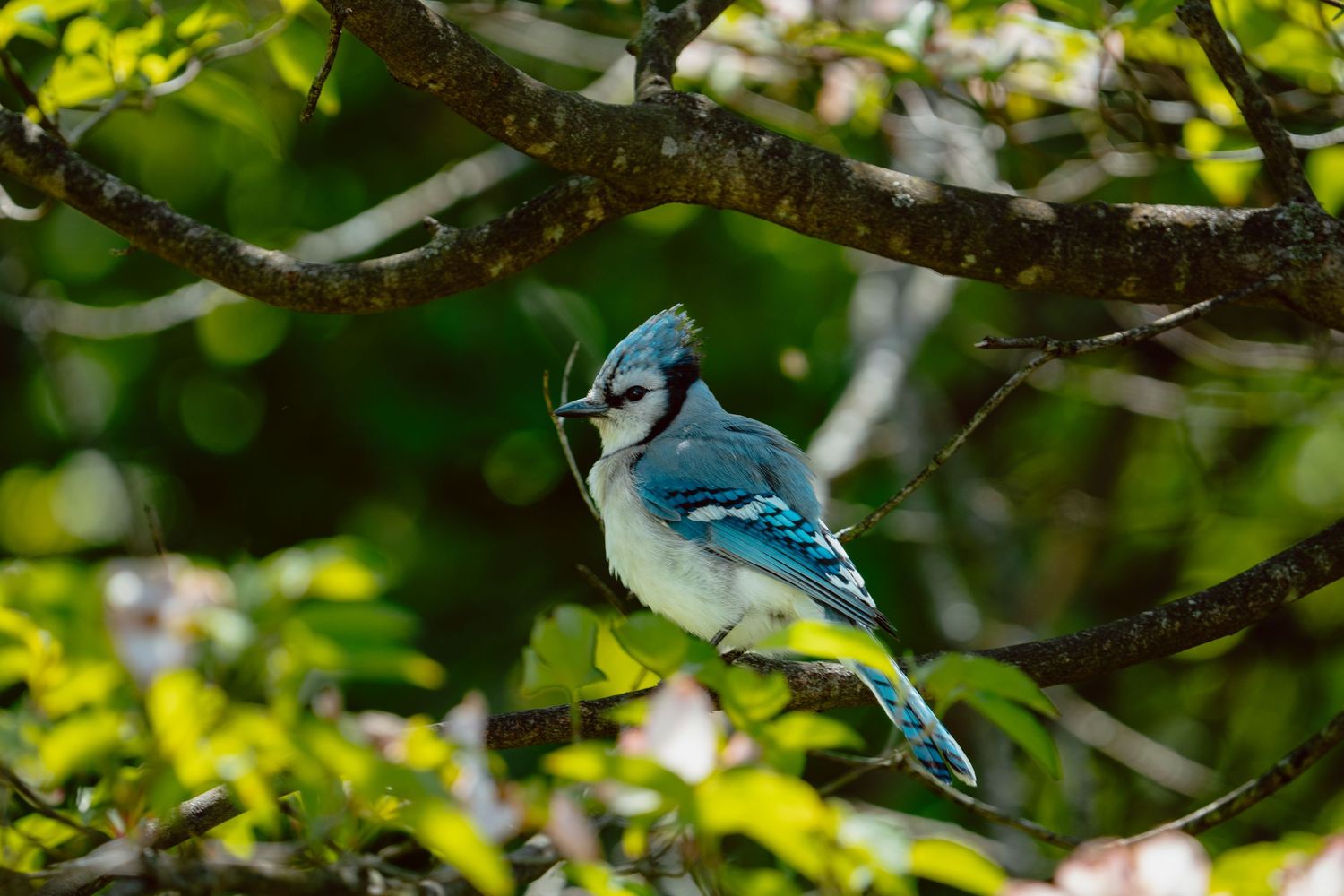 A vibrant blue jay perched on a tree branch surrounded by lush green leaves in natural habitat.