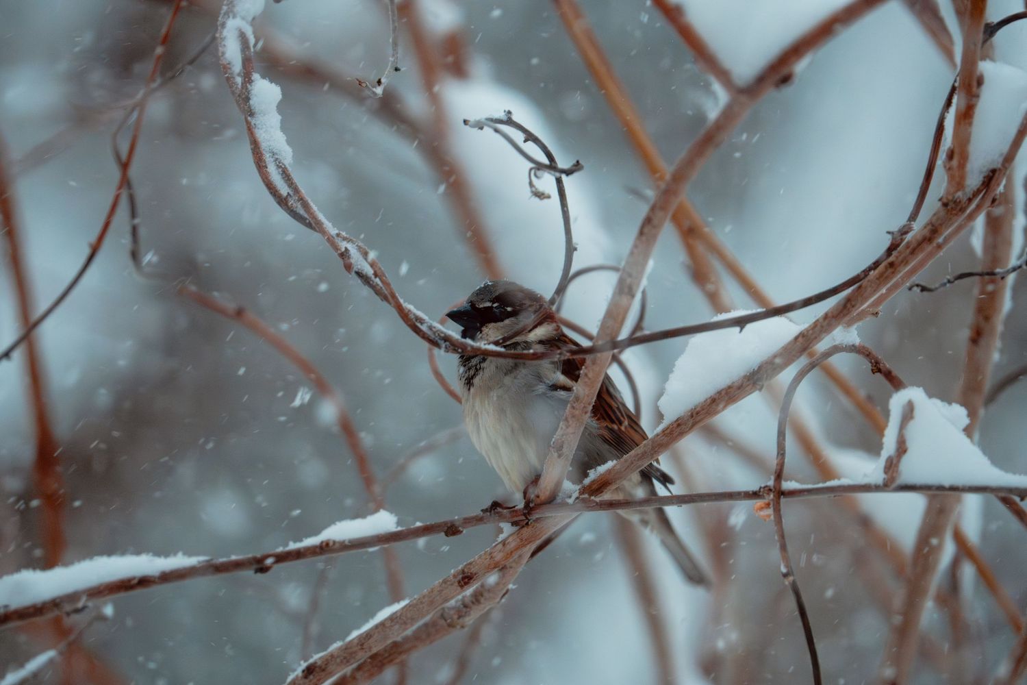 A sparrow clinging to thin bare branches surrounded by falling snow.
