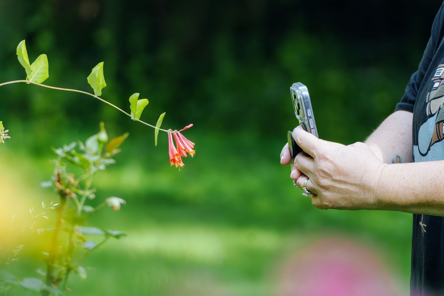 Person holding a smartphone photographing red honeysuckle flowers in a lush green garden.