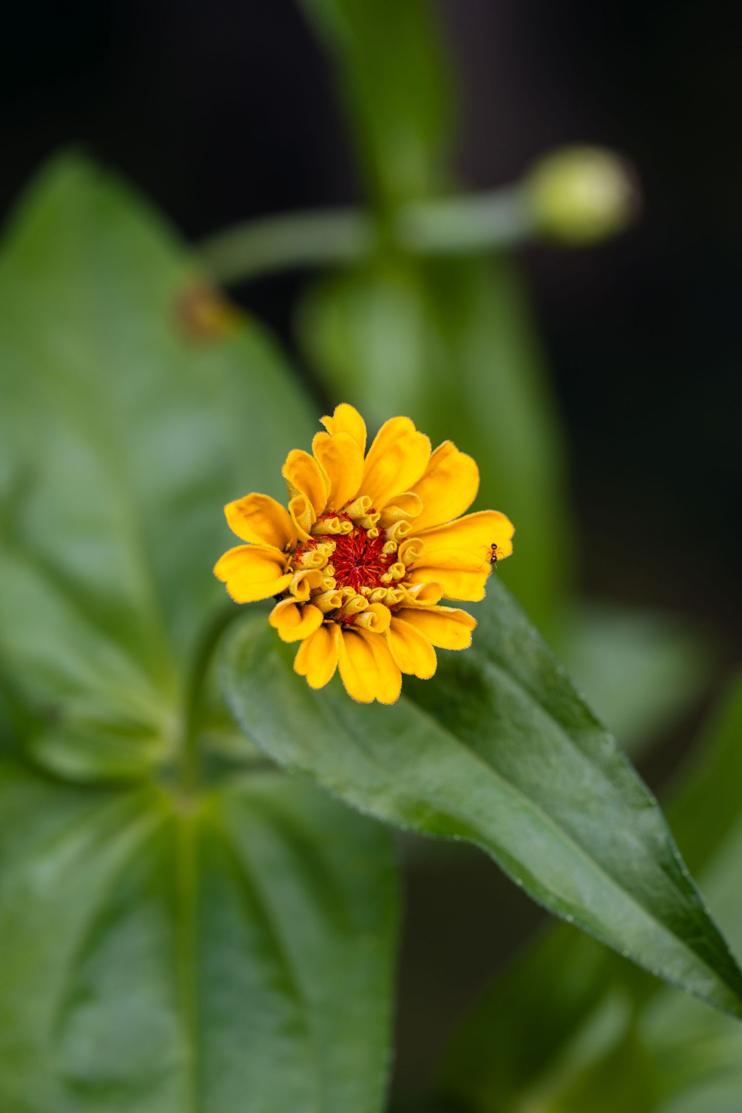 Close-up of a vibrant yellow zinnia flower with red center surrounded by lush green leaves in a garden.