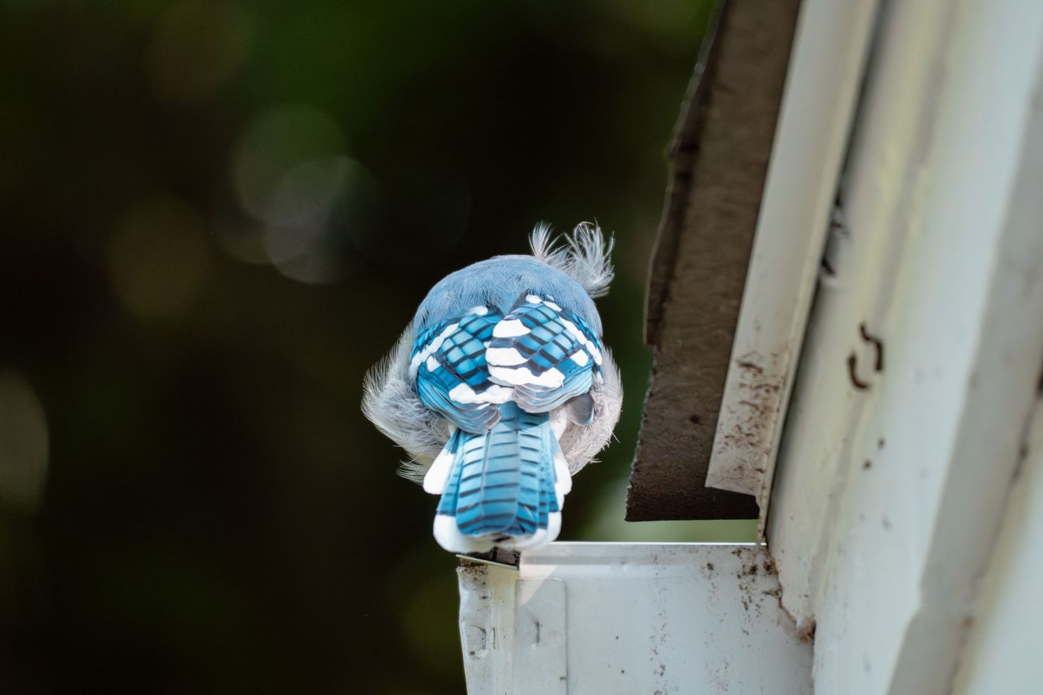 A blue jay grips a white gutter edge, showing its detailed blue and white patterned feathers up close.