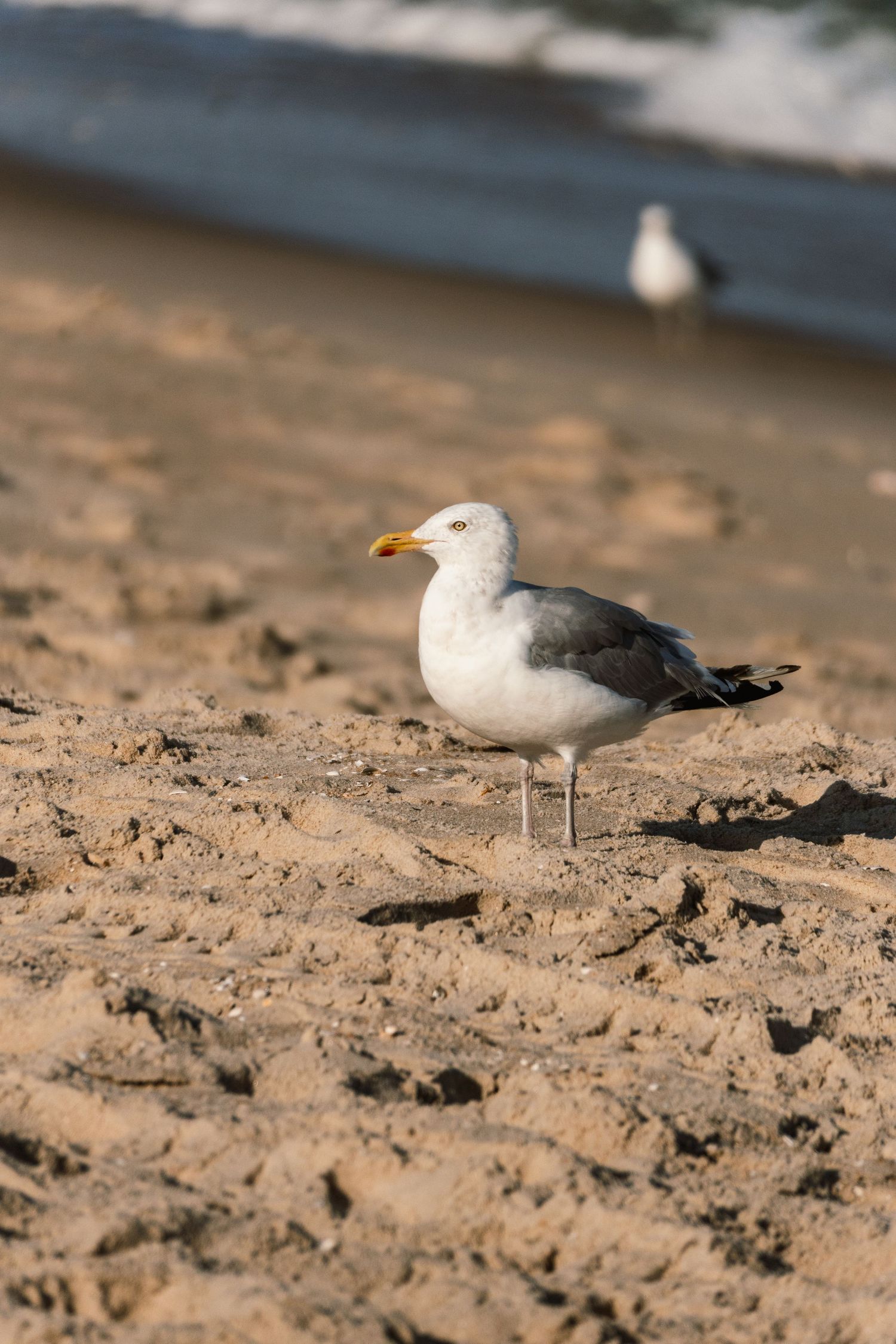 A herring gull with yellow beak stands on sandy beach with ocean waves and another seagull visible in the background.