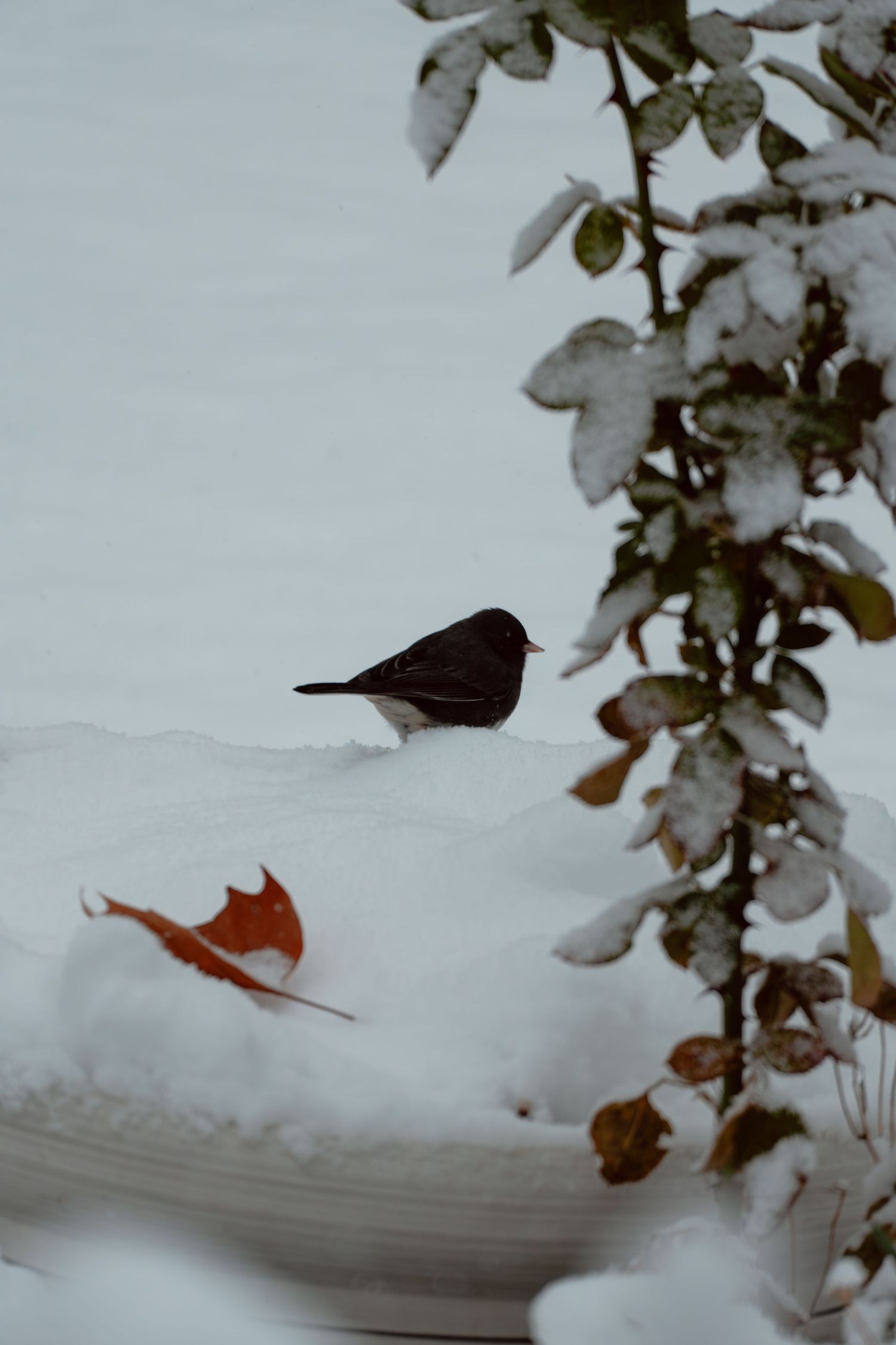 A small dark bird stands in a snow-filled bird bath beside snow-dusted green leaves in winter.