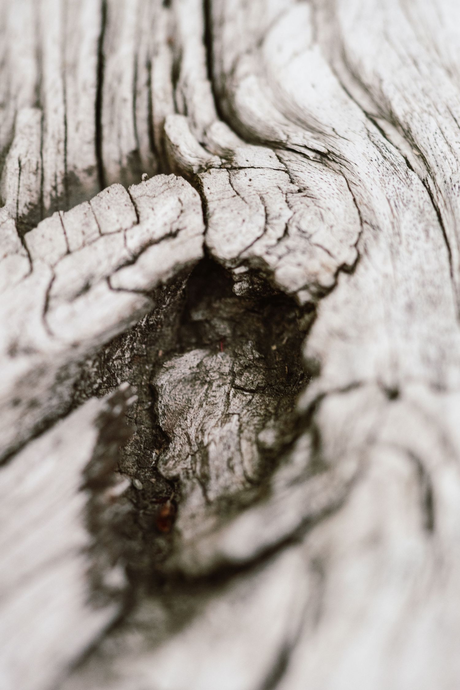 Close-up macro shot of weathered driftwood showing a natural knot hole with cracked gray texture.
