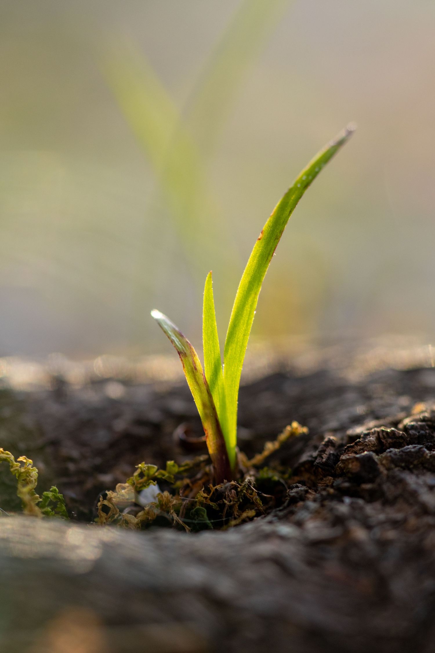 Young green plant seedling growing from decomposing wood bark with soft bokeh background lighting.