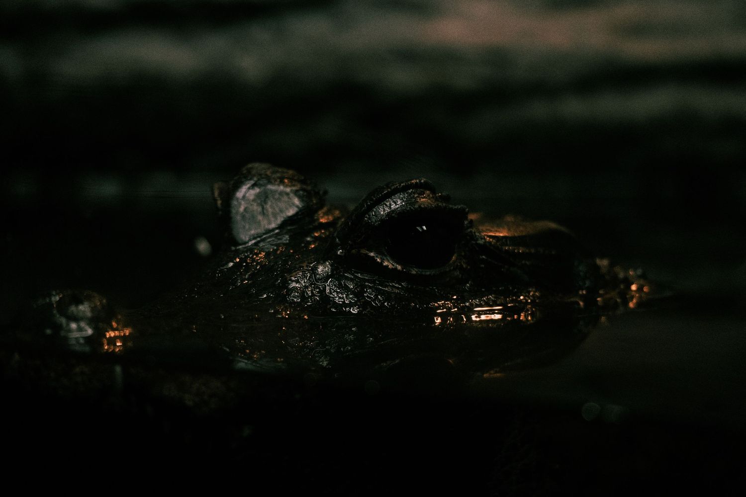 A dark crocodilian reptile partially submerged in murky water, with only its eyes and snout visible above the surface.