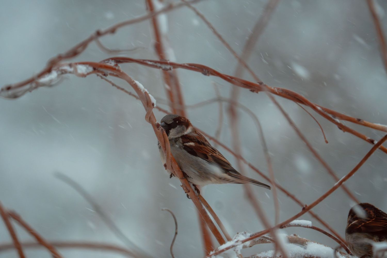 A brown house sparrow clinging to icy bare branches during a winter snowfall.