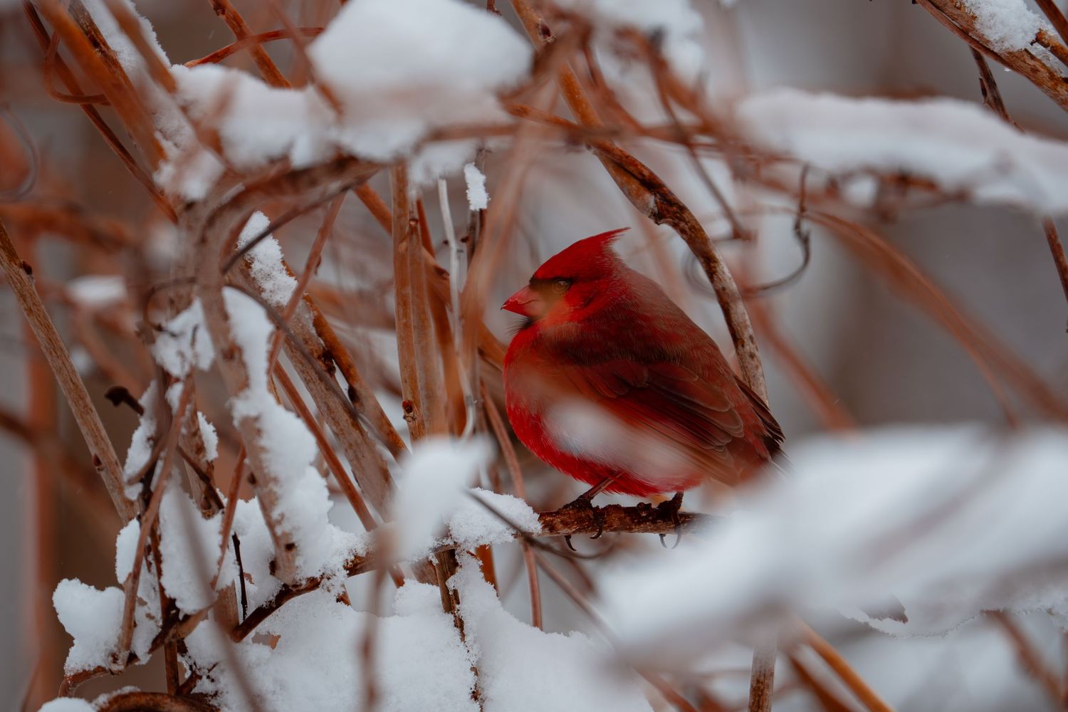 A brilliant red male northern cardinal nestled among snow-dusted dry winter branches.