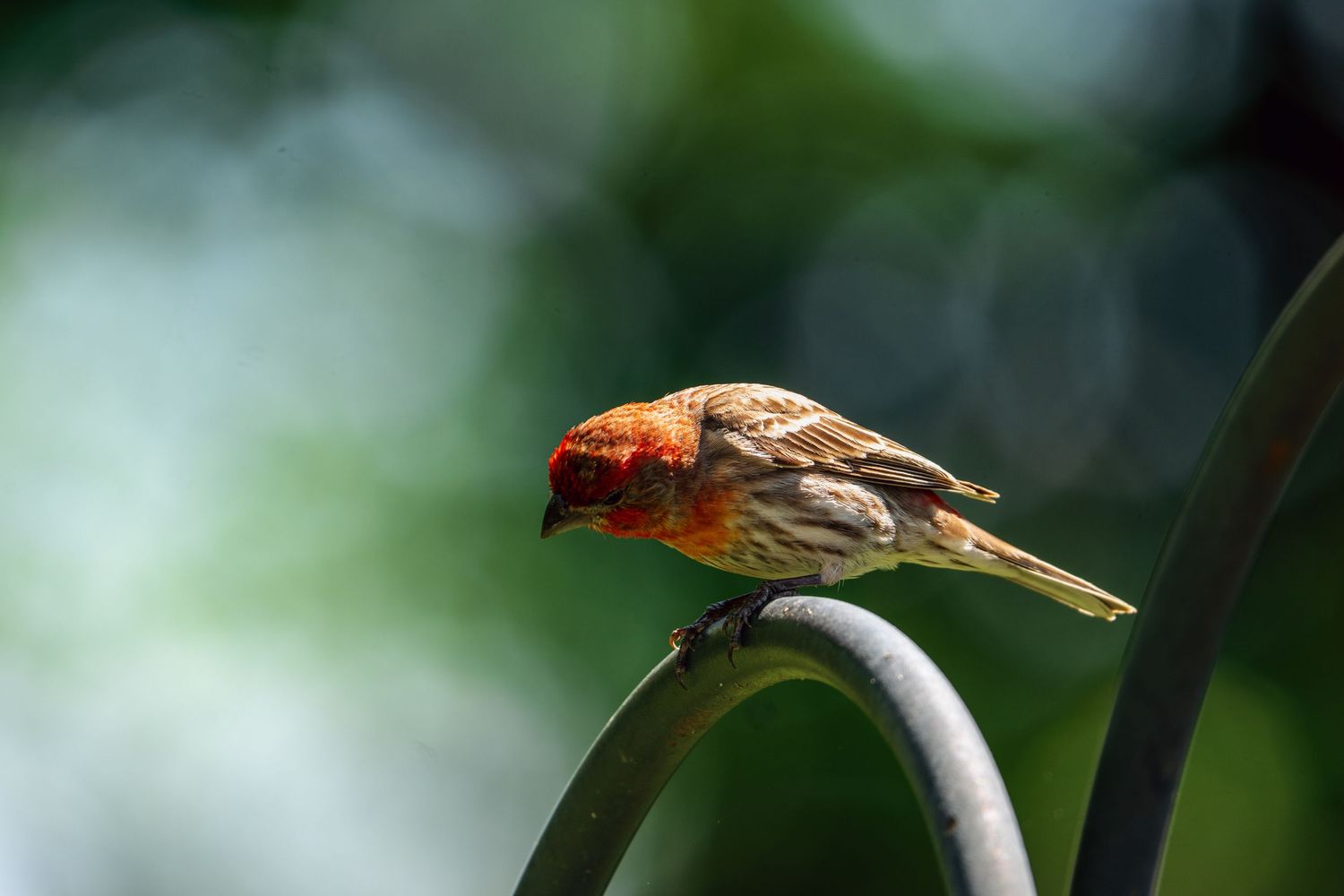 A small orange and red house finch perched on a curved metal garden hook outdoors.