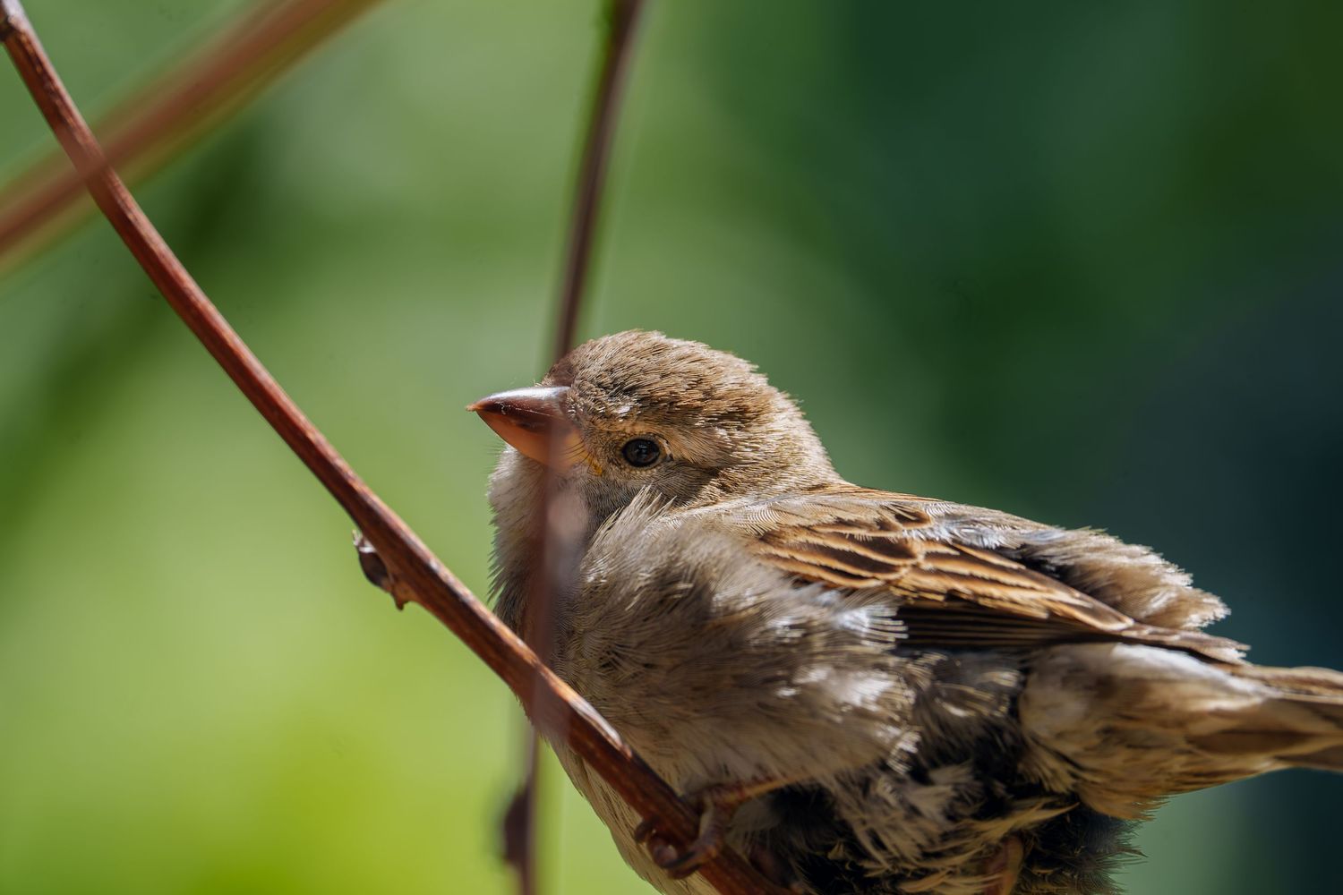 Close-up of a juvenile sparrow with fluffy brown feathers perched on a thin red branch.