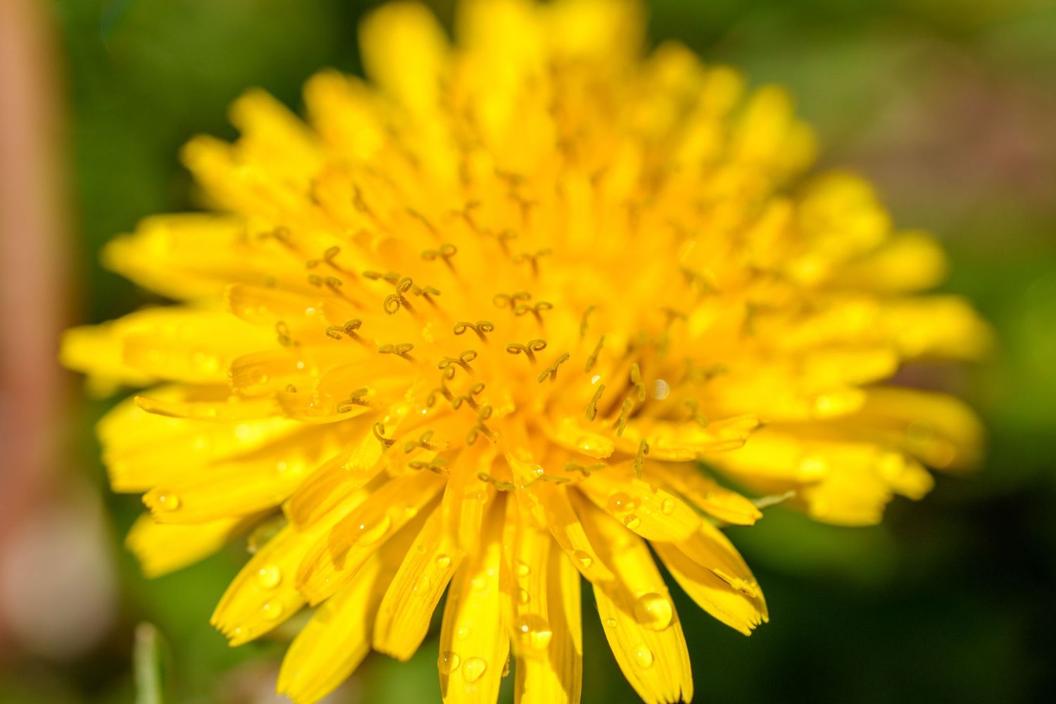 Close-up macro shot of a yellow dandelion flower with water droplets on petals.