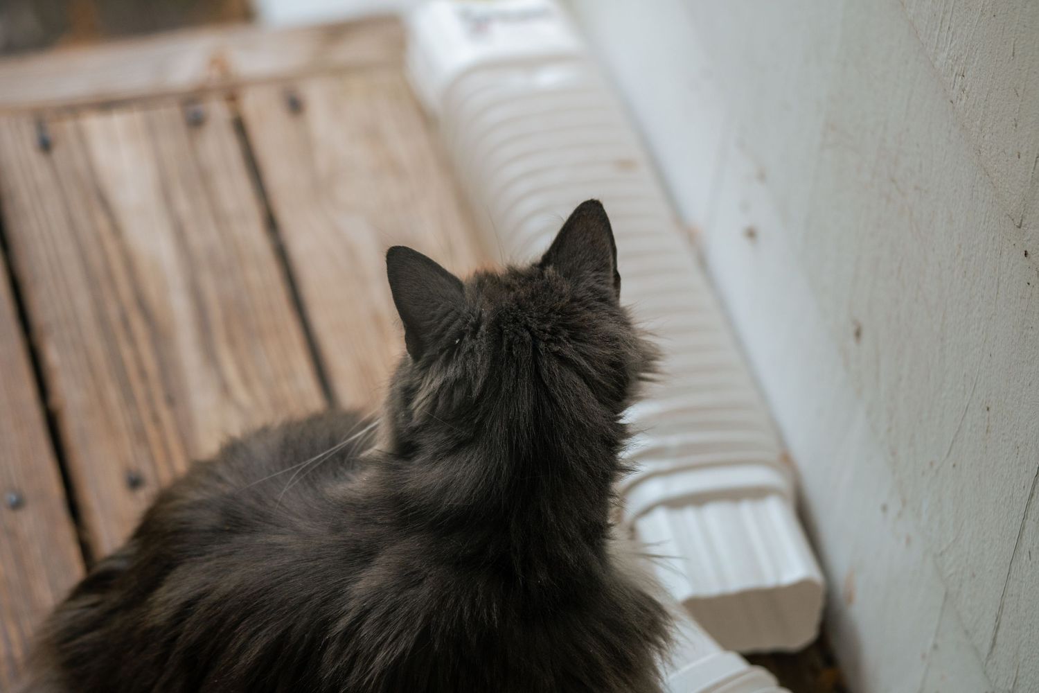 A fluffy black cat seen from behind, sitting near a white radiator and wooden wall.