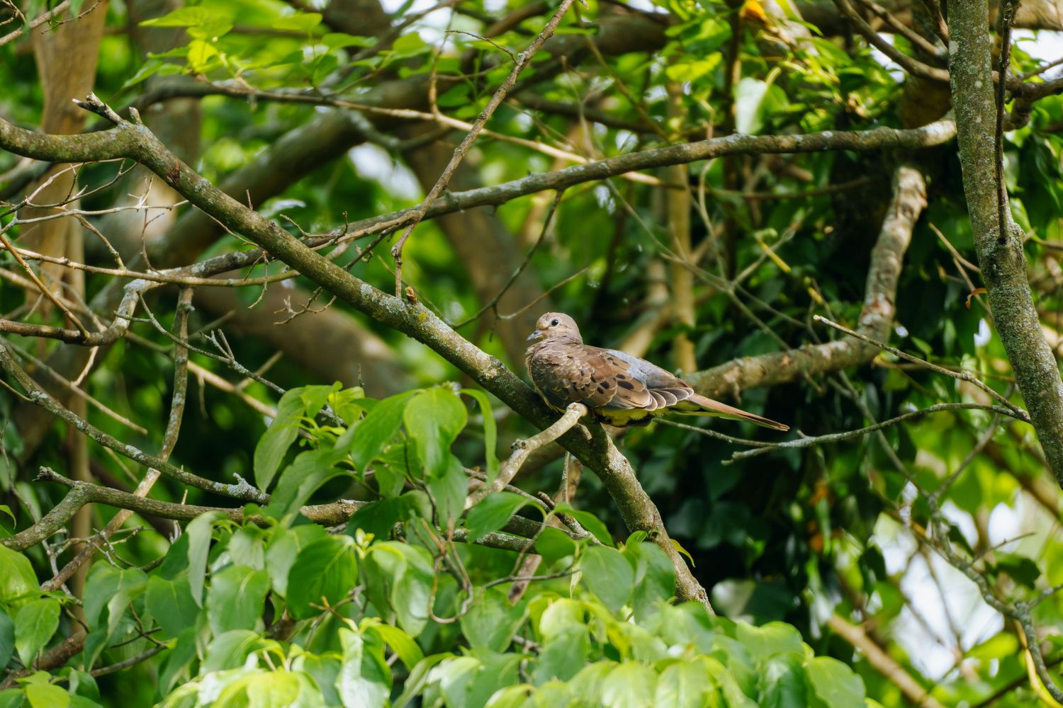 A small brown dove perched on a branch surrounded by lush green leaves in a tree.