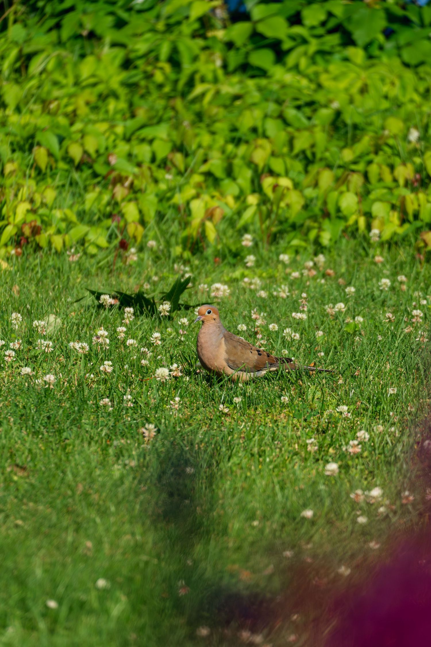A mourning dove perched in lush green grass with small white clover flowers and leafy shrubs in the background.