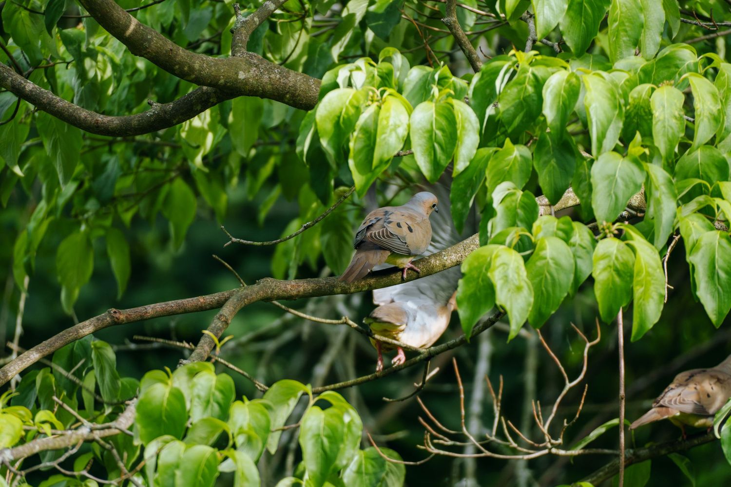 A dove perched on a branch among lush green leaves in a tree.