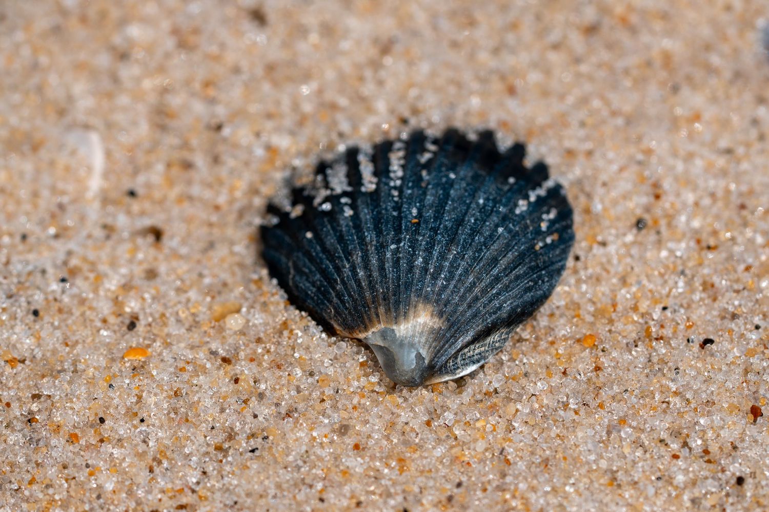 A dark blue scallop shell partially buried in golden sandy beach, showcasing its ribbed fan shape.