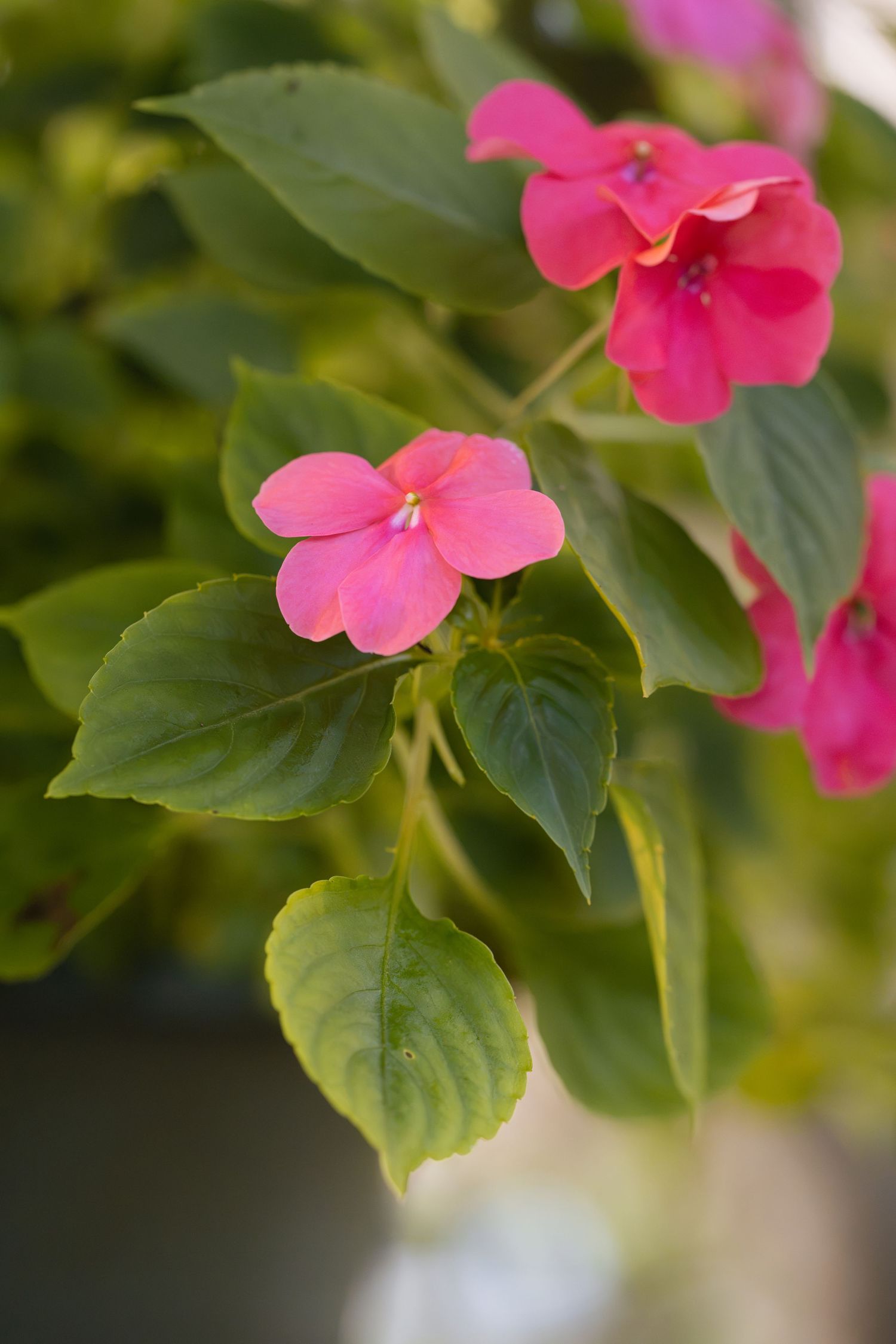 Vibrant pink impatiens flowers with green leaves in soft focus garden setting.