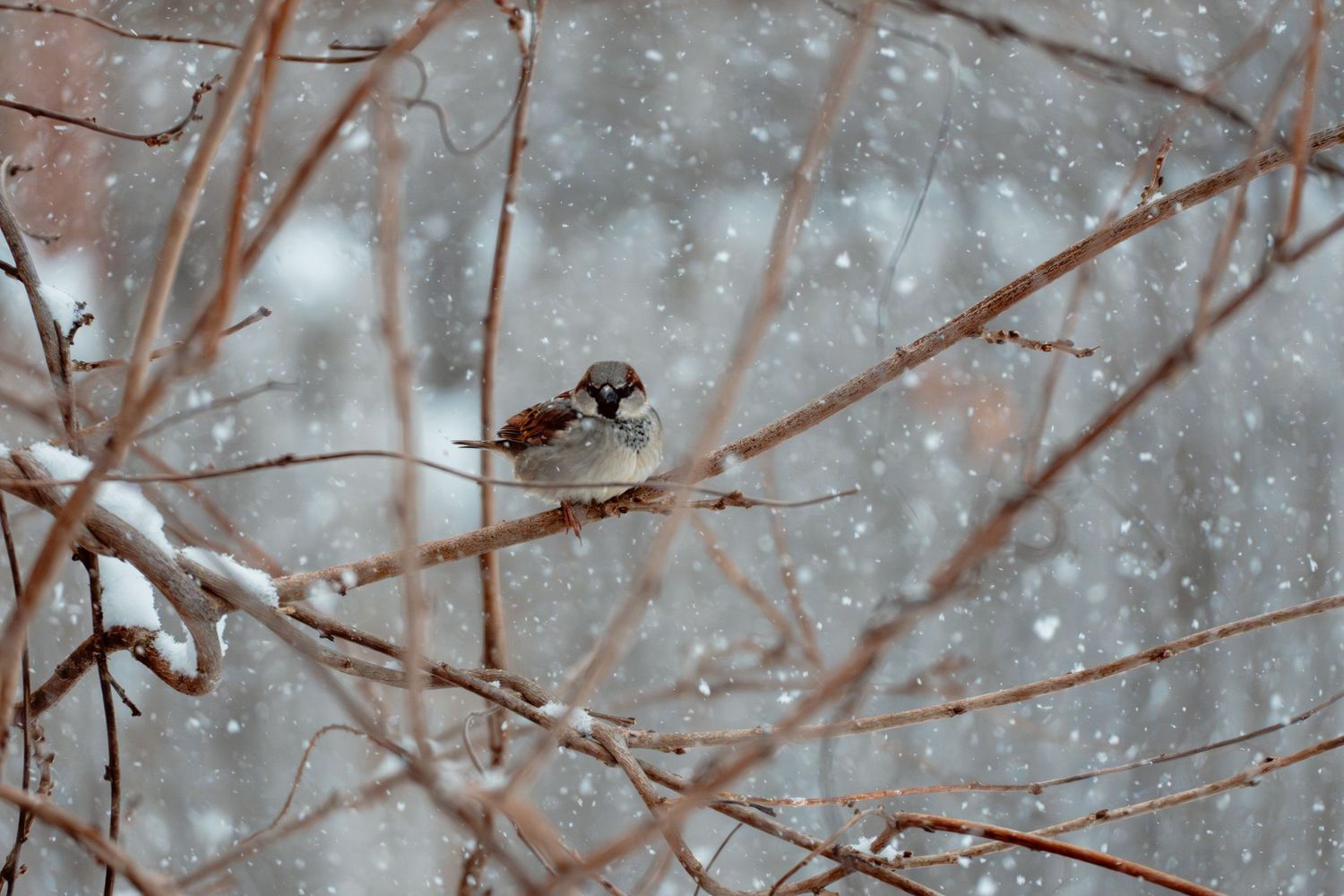 House sparrow sitting on snow-dusted branch surrounded by falling snowflakes in winter.
