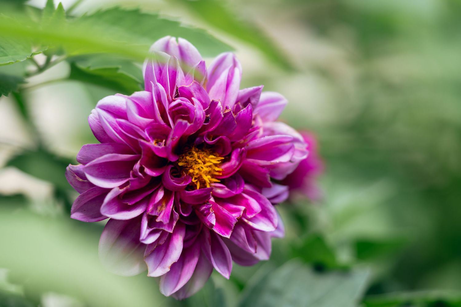 A stunning purple dahlia with white-tipped petals and a yellow center surrounded by green foliage.