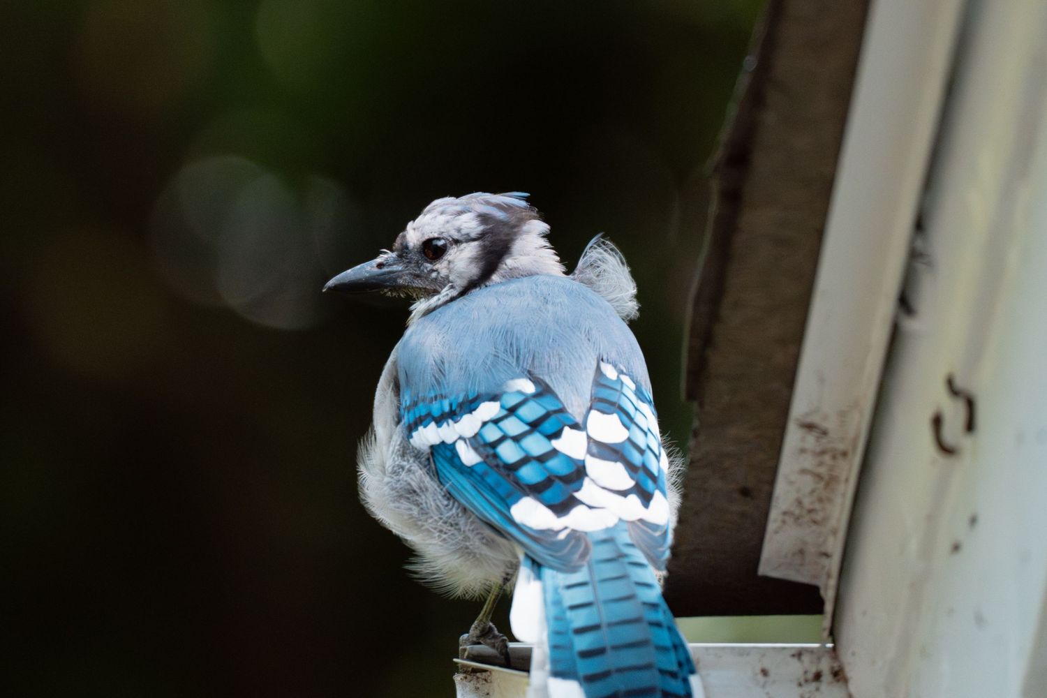 A vibrant blue jay with blue and white plumage perches on a white gutter against a dark background.