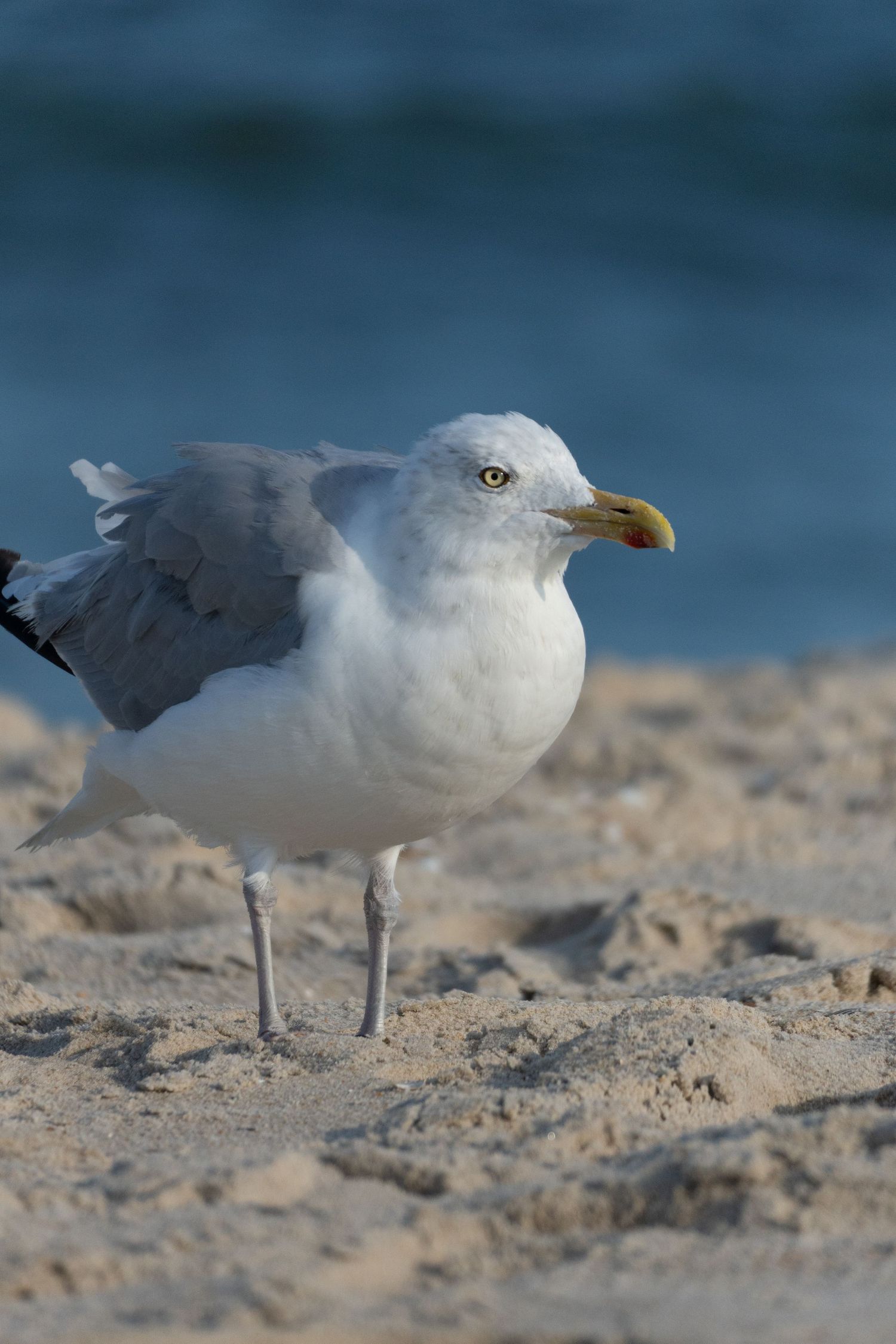 A herring gull with gray and white plumage standing on sandy beach with blue water behind it.