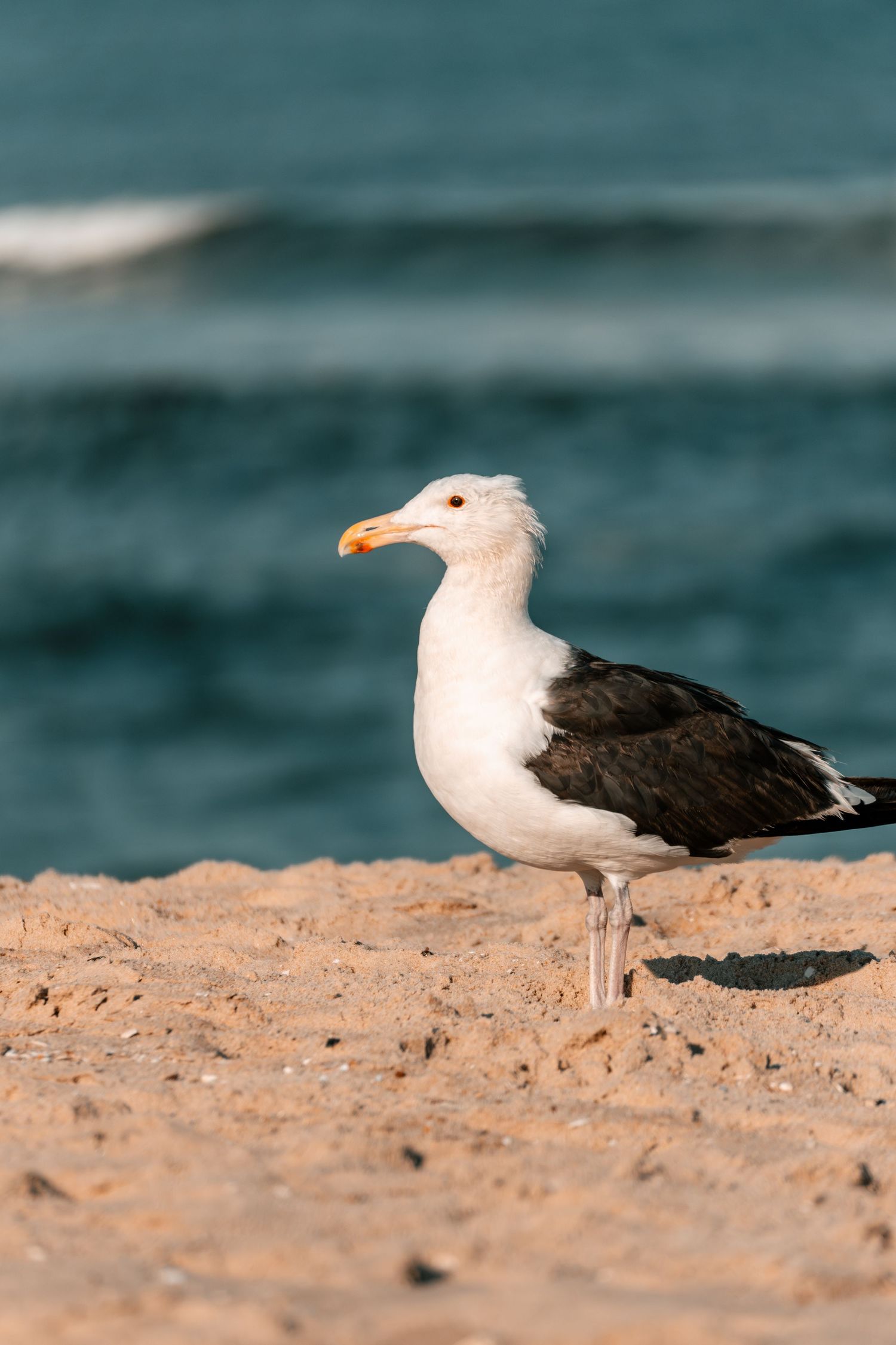 A great black-backed seagull with yellow beak stands on golden sand with turquoise ocean behind.