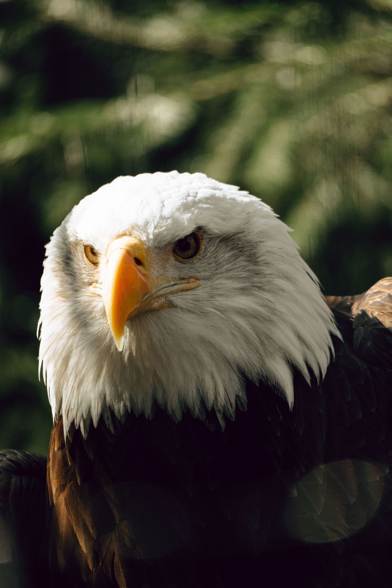Close-up portrait of a bald eagle with striking yellow beak and intense golden eyes against dark background.