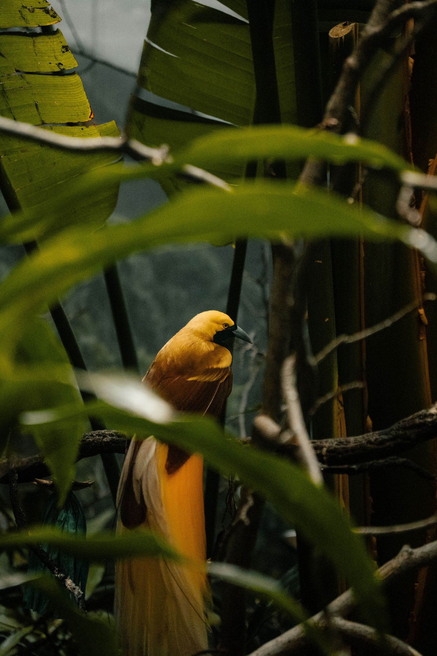 A vibrant yellow bird of paradise perched on a branch among lush tropical green foliage.