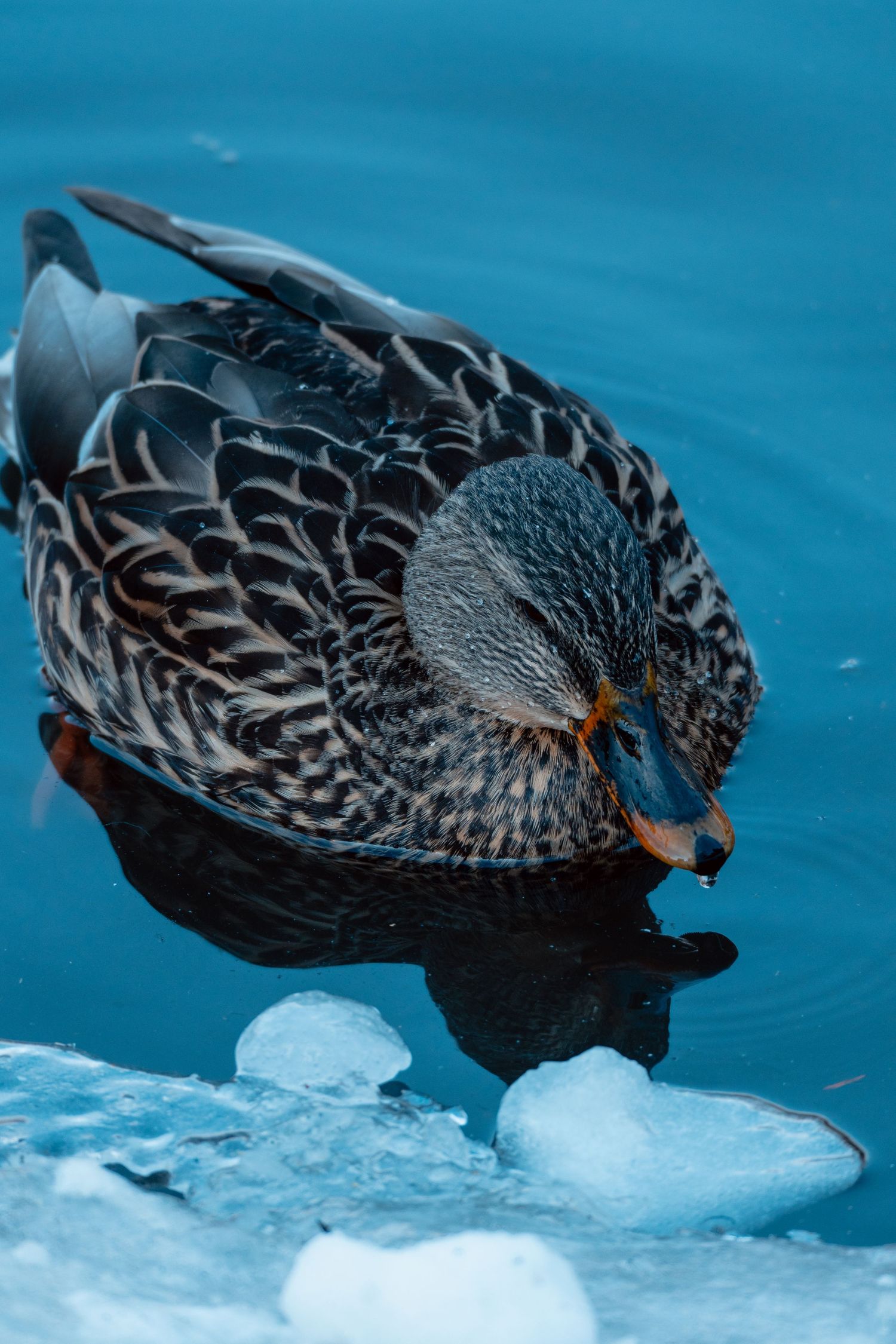 A female mallard duck with brown mottled feathers drinking from an icy blue winter pond.