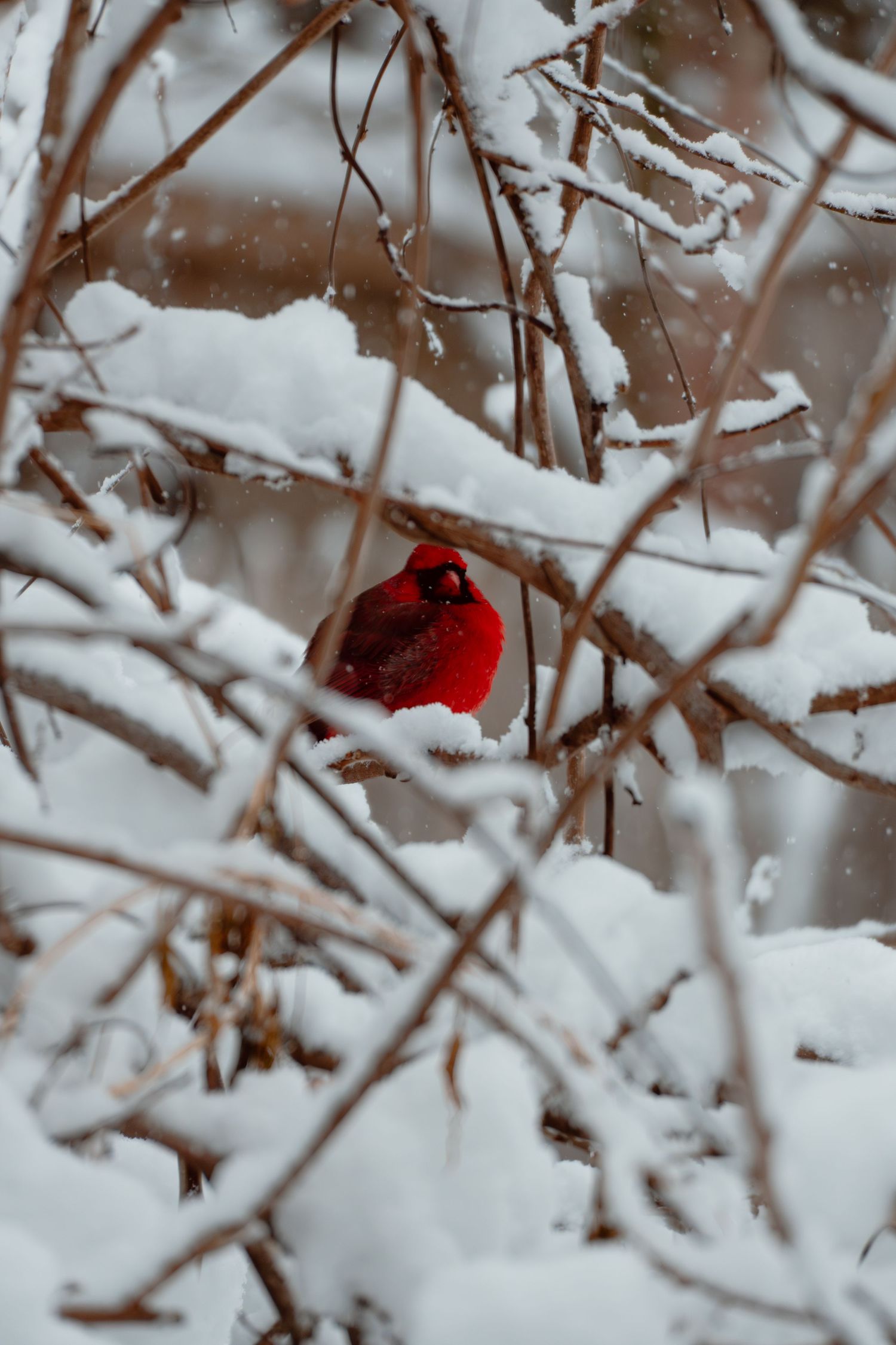 A vibrant red male northern cardinal perched among snow-covered bare branches during a winter snowstorm.