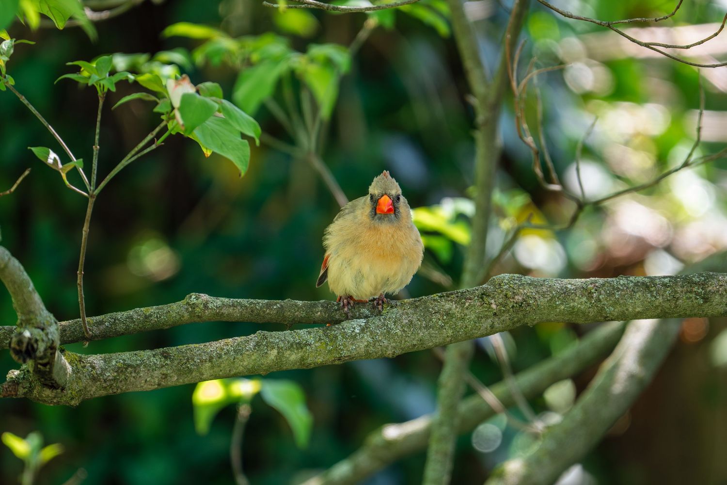 A fluffy female Northern Cardinal perches on a mossy branch, facing forward amid a lush green forest backdrop.