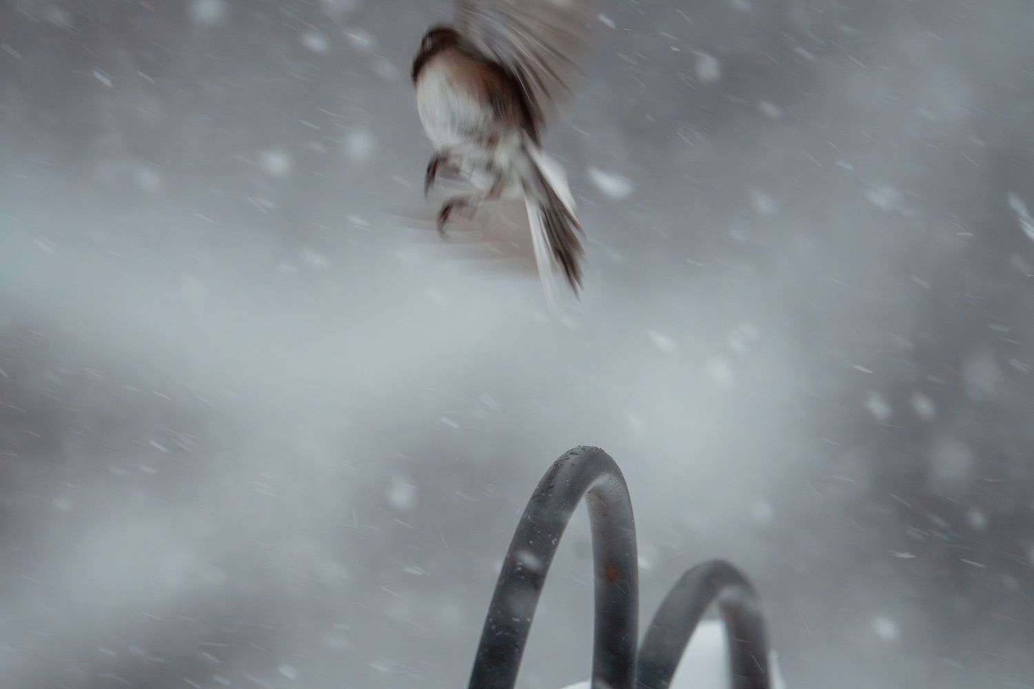 A bird captured mid-flight above a metal spiral hook during a heavy blizzard snowstorm.