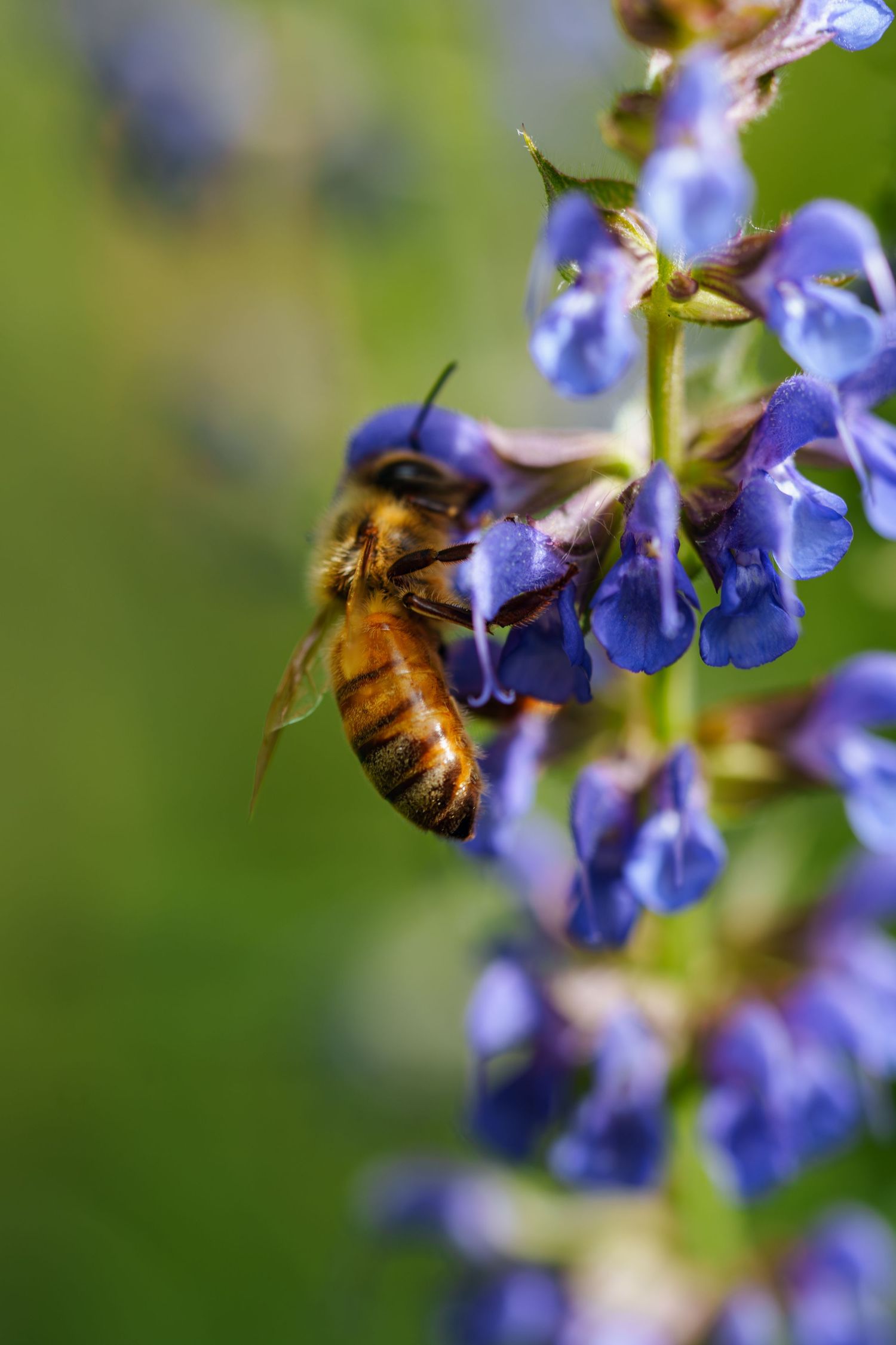 Close-up of a honeybee collecting nectar from vibrant purple salvia flowers with a soft green background.