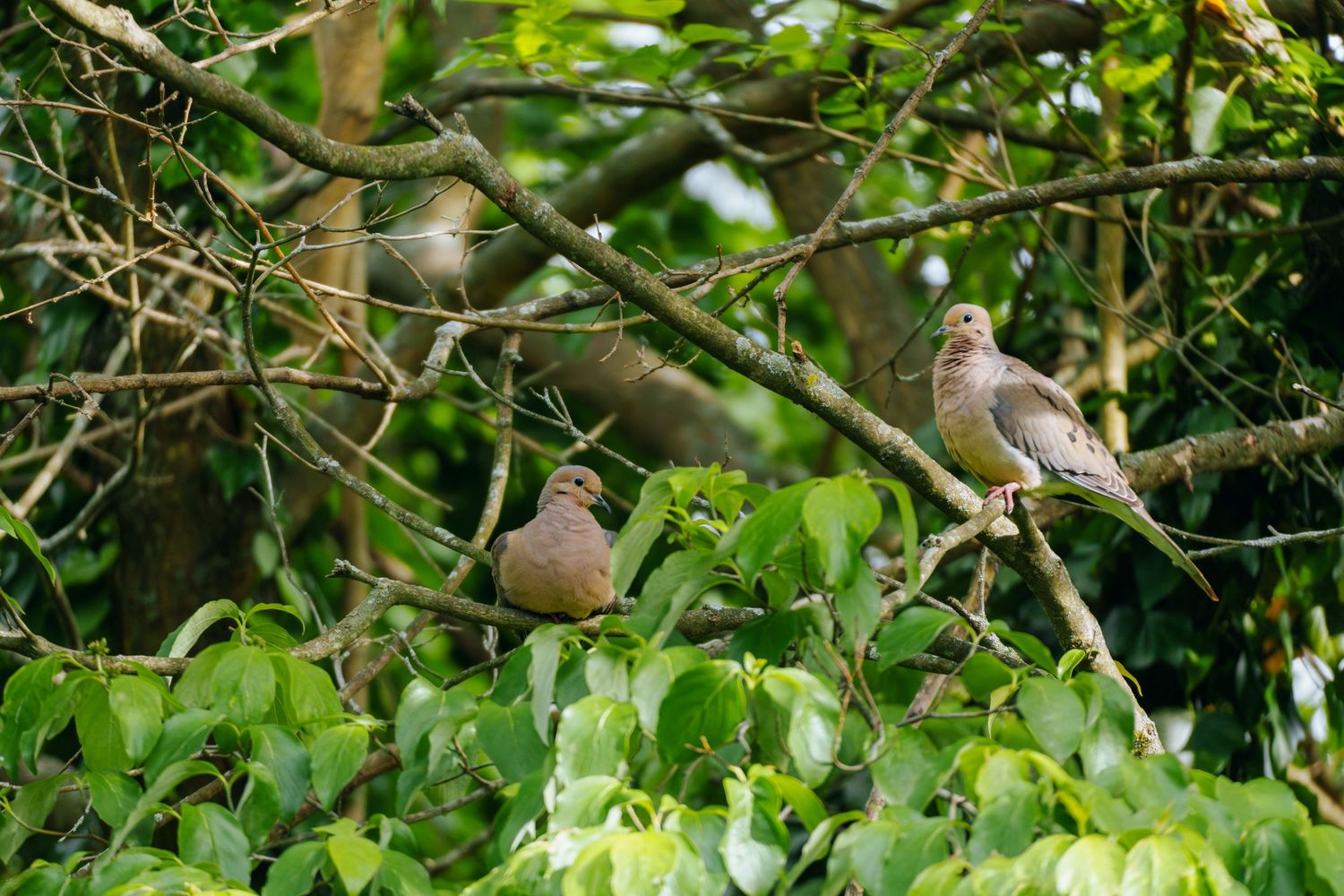 Two mourning doves perched on tree branches surrounded by lush green leaves in a natural outdoor setting.
