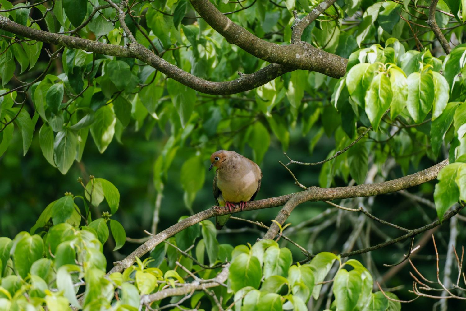 A small brown bird perched on a branch surrounded by lush green leaves in a tree.